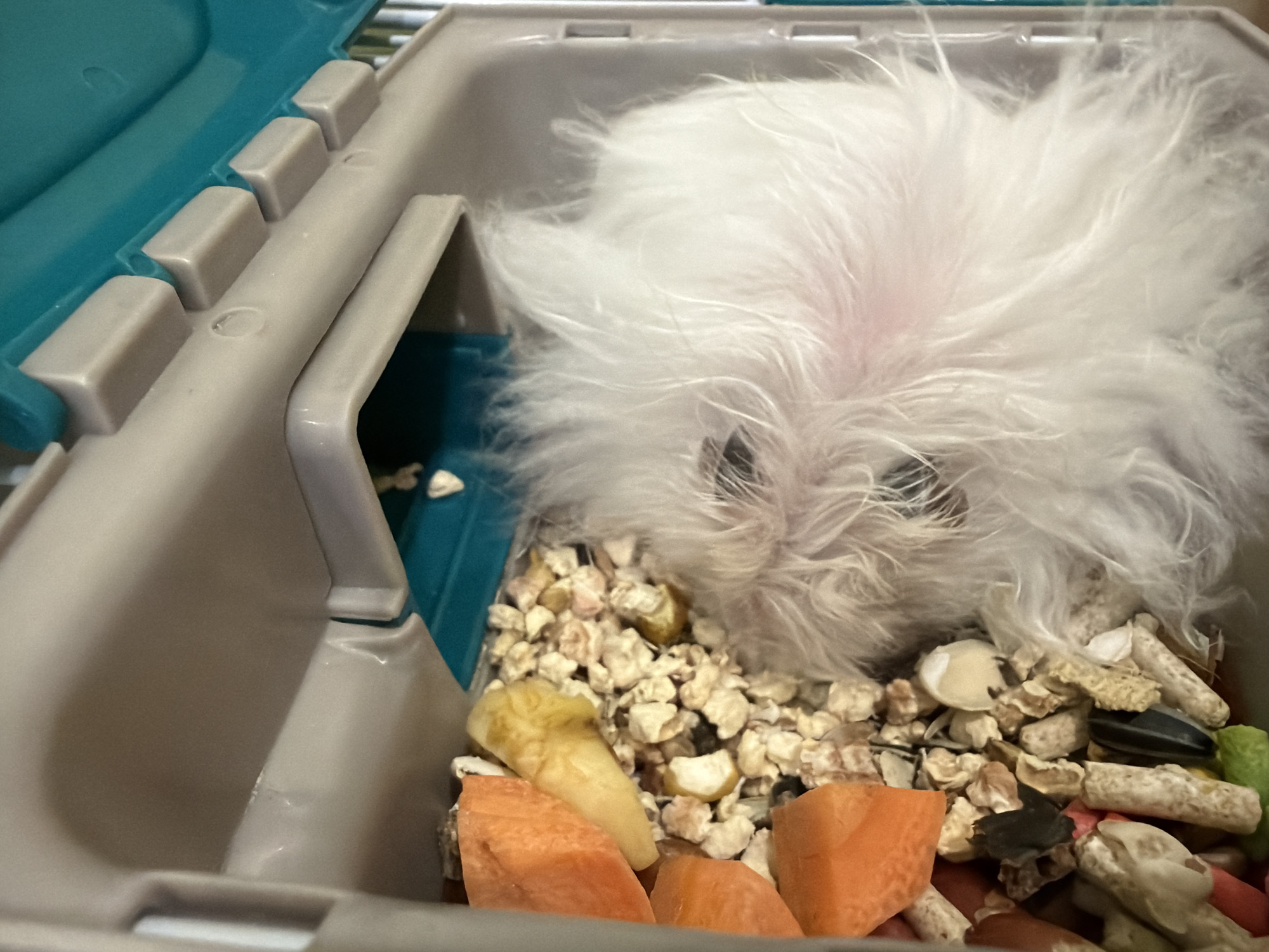 The image shows a close-up view of a small, fluffy white animal, possibly a hamster or a small dog, nestled inside a plastic pet carrier. The animal's face is mostly obscured by its long fur, but its dark eyes are visible. The carrier appears to be made of gray and teal plastic and contains bedding material, including pieces of carrot and a mix of seeds and pellets. The lighting suggests the image was taken indoors, possibly in a domestic setting. There is no indication of the location being in Solikamsk, Russia.