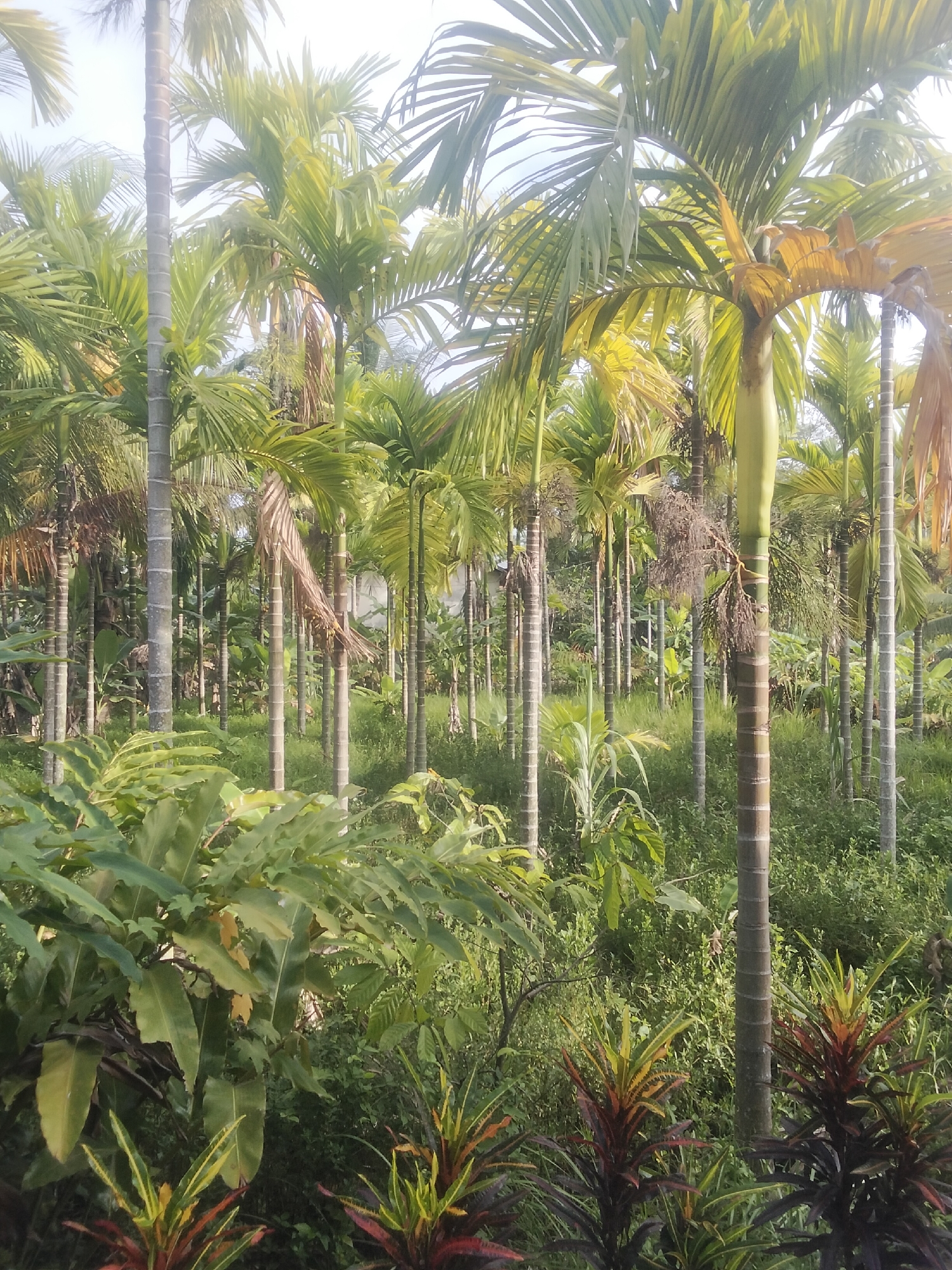 This image captures a vibrant and dense plantation of numerous tall, slender palm trees, characteristic of areca nut palms (Areca catechu), set in Lhokseumawe, Indonesia. The scene is dominated by the numerous grey-barked trunks rising towards a bright, slightly overcast or diffused sky, and their lush green fronds forming a canopy overhead. Some fronds exhibit yellowish tips, suggesting either natural variation, lighting, or early signs of drying.
In the foreground, a rich undergrowth of various plants thrives. Large-leaved green foliage occupies the left side, while the right features striking spiky plants with variegated leaves in shades of red, orange, and green, possibly ornamental crotons. The ground between the palm trunks is covered with abundant green grass and other low-lying vegetation, giving the impression of a well-established, fertile environment.
No specific activity or event is taking place; the image presents a static, natural landscape. The time of day appears to be bright daylight, possibly morning or late afternoon, as the light is soft and diffused, without harsh shadows, indicating a clear or lightly clouded sky. The overall impression is one of natural abundance, tranquility, and the rich tropical biodiversity of the region. There is no visible text in the image.