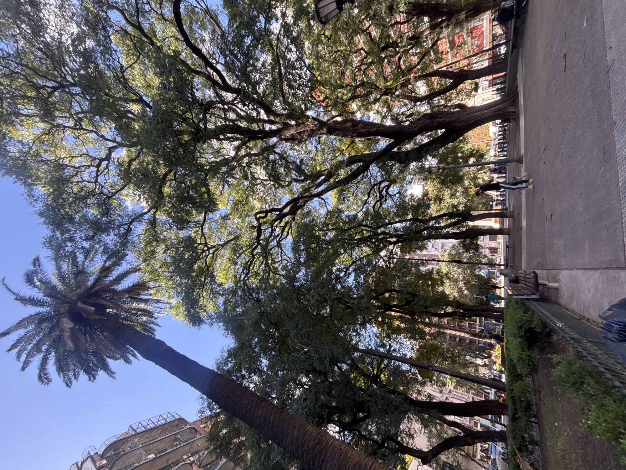 This image captures a vibrant, sunlit daytime scene of a tree-lined street or park in Buenos Aires, Argentina. The perspective is looking upwards, showcasing a dense canopy of large, mature trees with intertwined, gnarled branches and lush green foliage against a clear, bright blue sky. Sunlight filters through the leaves, creating natural highlights and dappled light.
Prominently featured on the left side of the frame is a tall, slender palm tree with a textured, dark brown trunk, its fronds fanning out towards the upper left. Below the palm tree, parts of an older building with architectural details are visible.
To the right, a paved pedestrian path or sidewalk runs along the length of the image. On this path, a person, likely a woman, dressed in dark athletic wear with white striped pants, is seen bending over, possibly stretching or attending to something on the ground. Another figure is visible further down the path. Alongside the path, a low green hedge or bushes line a green metal fence or railing.
In the background, beyond the trees and green space, several urban buildings with multi-story facades and various architectural styles are visible, indicative of a city environment. Parked cars can be glimpsed along what appears to be a street running parallel to the path. Several traditional streetlights or lampposts are also interspersed among the trees.
The scene conveys a calm, everyday atmosphere under bright, sunny weather conditions, likely during the mid-morning or afternoon. No discernible text is visible within the image.