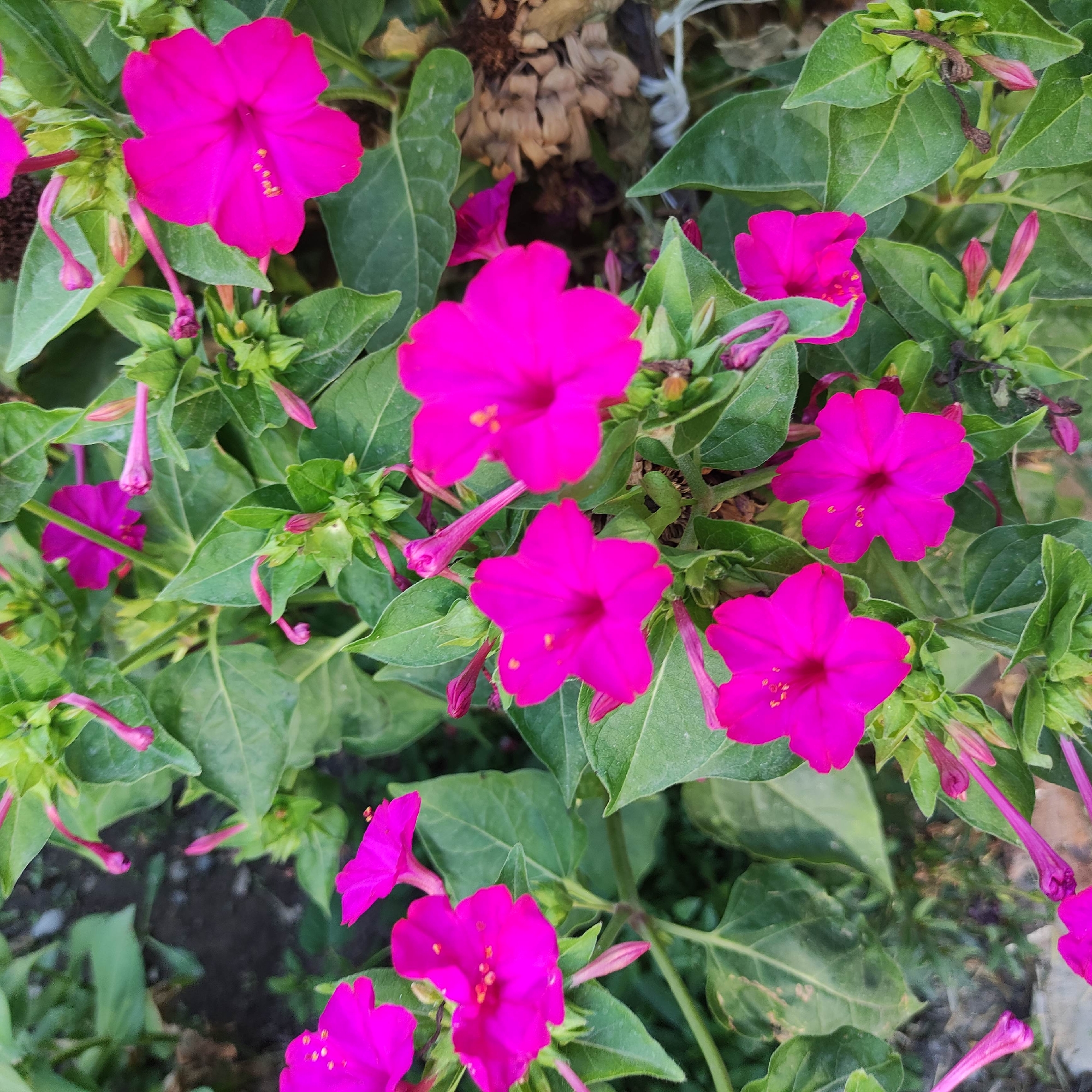 In Razzakov, Kyrgyzstan, a close-up, top-down view captures a cluster of vibrant magenta flowers, likely Mirabilis jalapa, commonly known as four o'clocks. The flowers, with their distinctive trumpet-like shape and five unfurling petals, are the focal point against a backdrop of lush green foliage. Some buds are visible, still tightly closed, and a few slender, elongated buds in a slightly lighter pink hang downwards. The leaves are broad and veined, with some showing signs of minor damage or discoloration. The background is out of focus, suggesting a garden or natural setting, with hints of soil and possibly dry plant matter. The lighting appears natural, likely daylight, highlighting the saturated colors of the blossoms. There are no people or animals present in the image.
