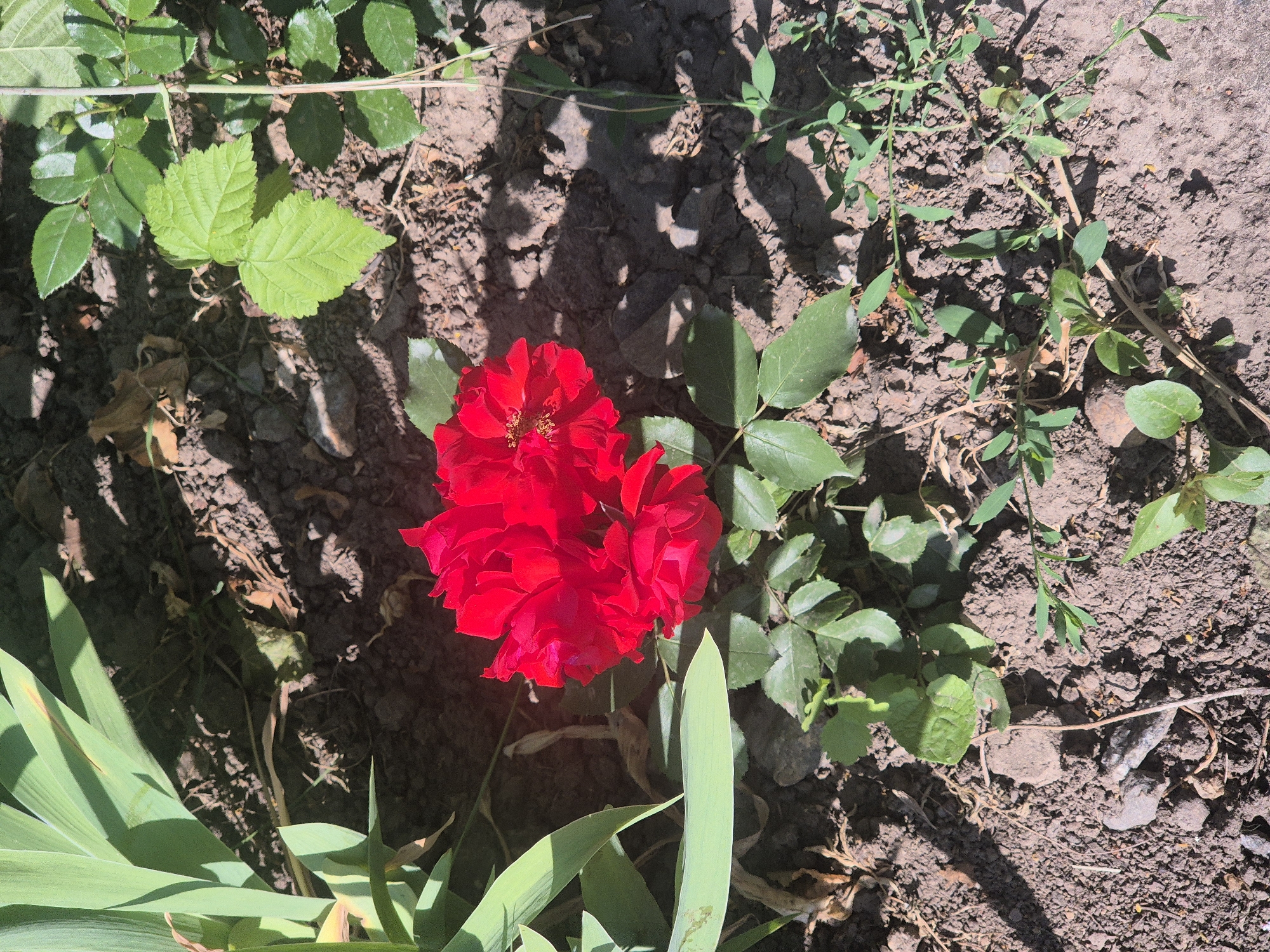 A close-up, overhead shot captures a cluster of bright red roses in full bloom, situated on a patch of dark, dry soil. The flowers are the central focus, with their velvety petals unfurling towards the sunlight. Surrounding the roses, various green leaves are visible, some belonging to the rose bush itself, and others to larger plants with broad, sword-like leaves, possibly irises, to the left. The soil is a mix of fine dirt and small stones, with a few dry, brown leaves scattered amongst it. Sunlight casts dappled shadows across the scene, highlighting the textures of the soil and petals. The background is out of focus, suggesting a natural, outdoor setting. The image was taken in Sozonivka, Ukraine, on a clear, sunny day, as indicated by the strong sunlight and shadows. There are no people or animals visible in the frame.