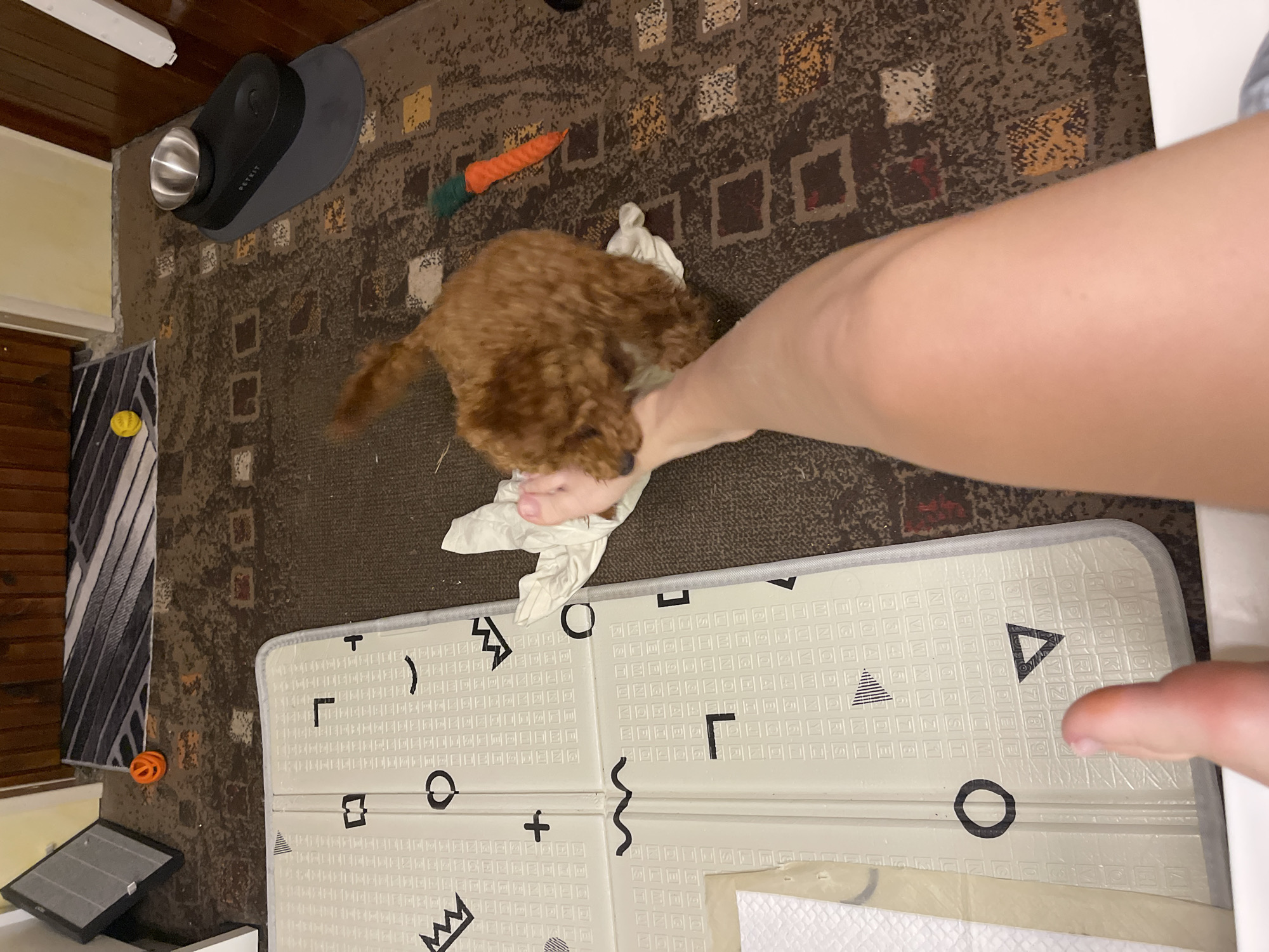 The image shows a domestic indoor scene, not a specific location in Sofia, Bulgaria. A small, fluffy, reddish-brown puppy is playfully interacting with a person's foot, which is partially visible in the foreground. The puppy is on its hind legs, with its front paws on a white cloth that is resting on the person's foot. The puppy's tail is wagging. The floor is covered with a patterned carpet, and a light-colored mat with black geometric designs is visible to the left. Other objects in the background include a dark gray pet feeder, a silver bowl, and a orange carrot-shaped dog toy. A black rectangular object, possibly an air purifier or a vent, is on the floor near the wall.
