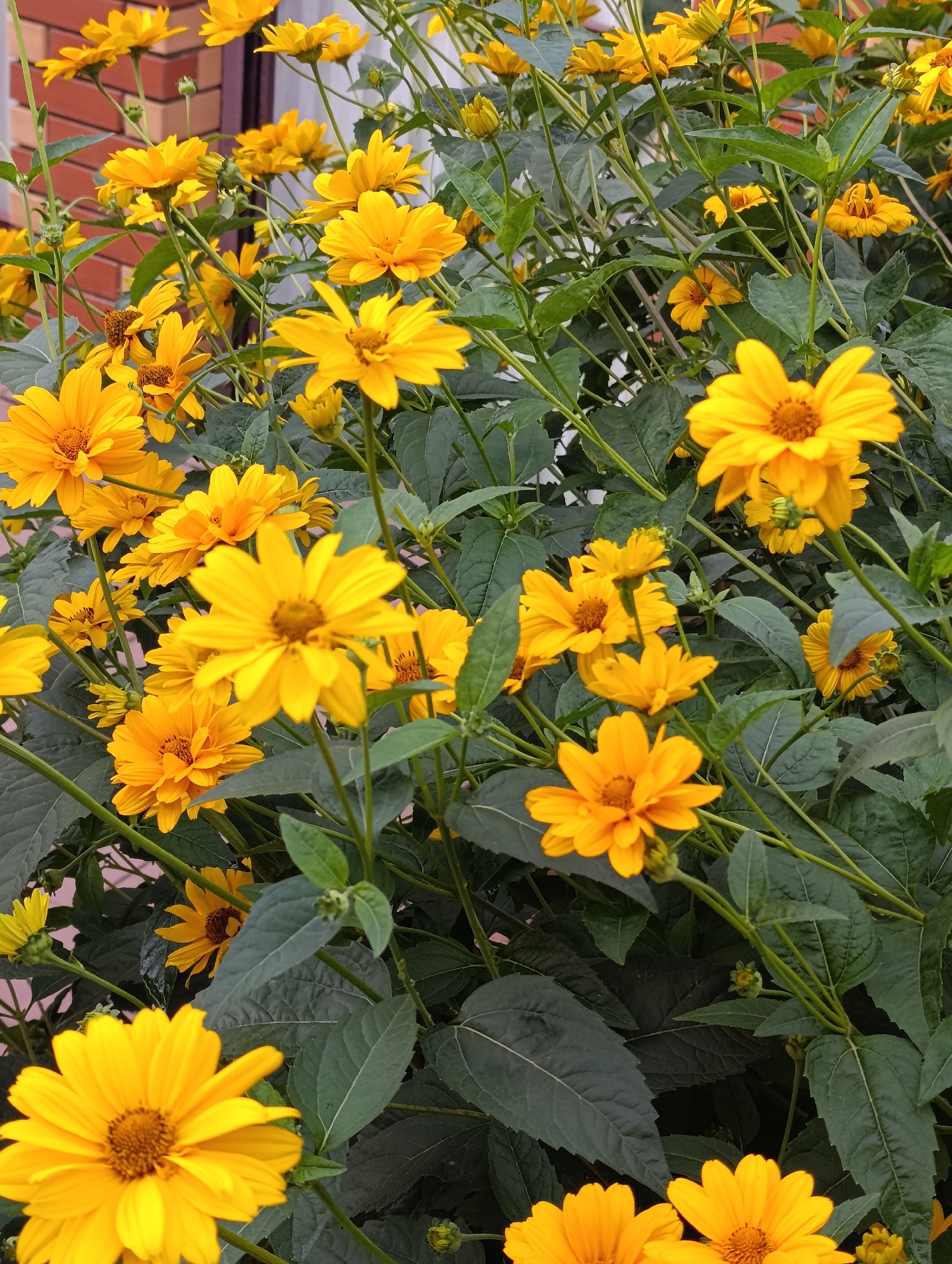 The image is a close-up, slightly low-angle shot of a dense cluster of bright yellow daisy-like flowers, likely Jerusalem artichokes or a similar variety. The flowers have prominent yellow petals radiating from a darker, textured central disc. They are in full bloom, with many flowers in various stages of opening, and some buds are also visible. The stems are green and sturdy, with large, dark green, ovate leaves that create a lush backdrop.
The scene is outdoors, with a hint of a reddish-brown brick wall visible in the upper left corner, suggesting a garden setting near a building. The lighting appears to be natural daylight, illuminating the vibrant yellow of the petals and creating soft shadows on the leaves. The overall mood is one of natural beauty and abundance, with a focus on the bright, cheerful flowers. There is no visible text in the image. The focus is entirely on the botanical subjects, highlighting their texture and color against the greenery and hints of the man-made structure.