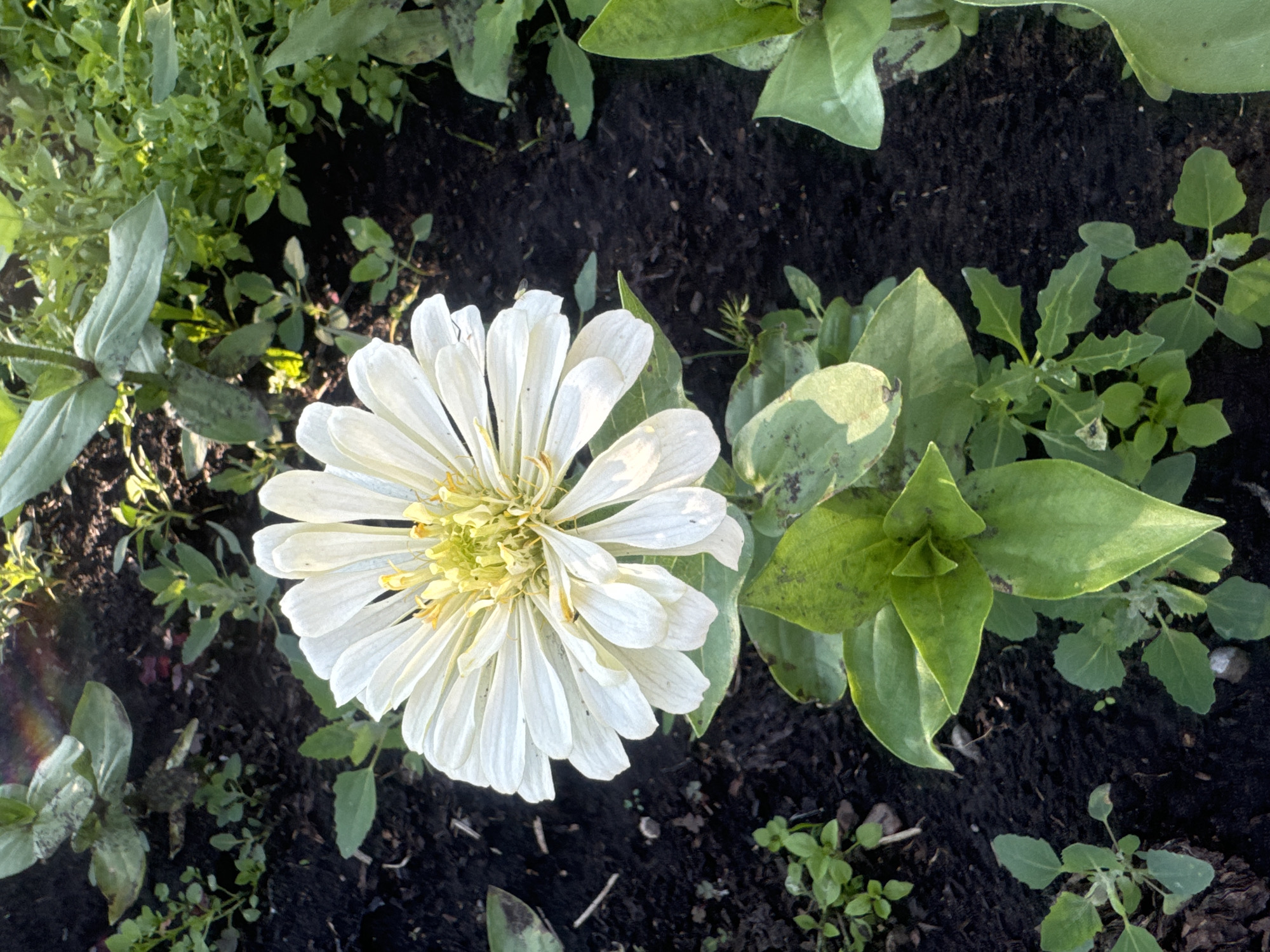 This is a close-up, high-angle, eye-level shot of a white zinnia flower in a garden bed. The flower is in full bloom, with numerous white petals radiating from a yellow center. The petals are slightly curled at the edges and show some natural imperfections. Green leaves and stems surround the flower, with some leaves exhibiting brown spotting. The soil appears dark and rich, with scattered small pebbles and leaf litter. Other green foliage, appearing to be smaller plants or weeds, is visible in the background and to the sides of the zinnia. The lighting suggests it is daytime, with some sunlight catching the upper leaves, creating a slight lens flare effect in the top left corner. There are no people or animals in the image. The location is identified as Maksimovshchina, Russia.