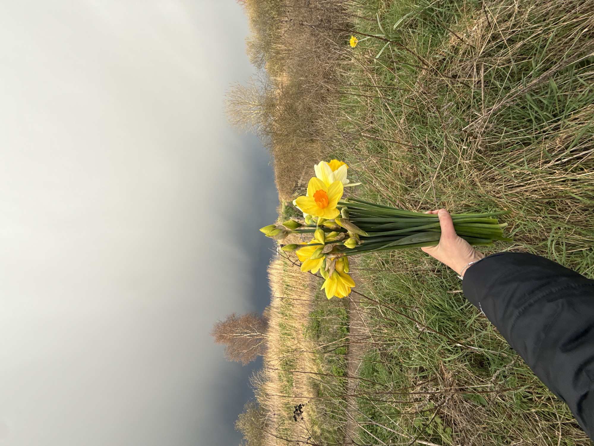 The image displays a first-person perspective of a human arm holding a bouquet of daffodils against an outdoor, natural landscape, identified as an uncultivated area or parkland within or on the periphery of Great Yarmouth, United Kingdom.
A human arm, clad in a black jacket with a faint white detail on the sleeve and a silver-colored bracelet on the wrist, extends from the lower-left foreground. The hand firmly grasps a dense bouquet of approximately 15-20 daffodils. These daffodils exhibit primarily yellow petals, some with orange centers, interspersed with several unopened green buds and long, green stems.
The background features an expansive, undulating field comprising a mix of green and dry, straw-colored grass. Scattered throughout are numerous bare, thorny bushes and leafless deciduous trees. A prominent light-barked tree stands on a slight rise in the mid-ground on the left. A narrow, unpaved path is visible winding through the grass on the left side. A solitary yellow daffodil blooms independently in the grass on the right side of the image.
The sky, occupying the upper two-thirds of the frame, transitions from a brighter, overcast light grey at the top to a darker, heavy grey cloud formation lower down, indicating substantial cloud cover over the scene.