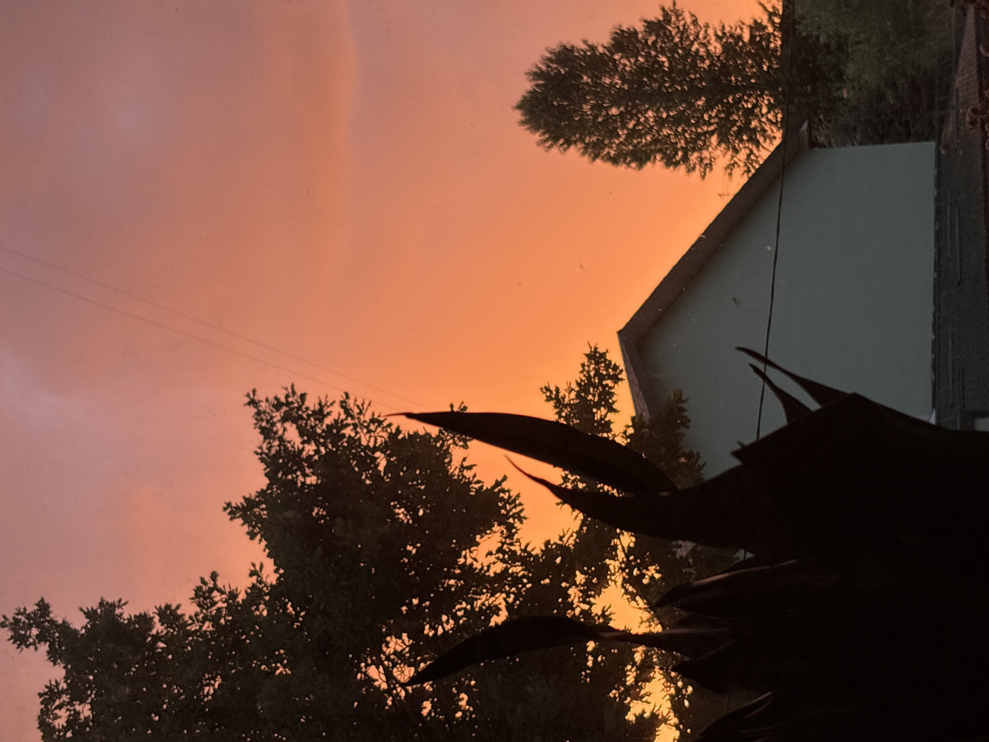 The image depicts a dusky sky with hues of orange and pink, suggesting either sunrise or sunset. Silhouetted against this vibrant sky are several trees, their branches intricate and dark. In the middle ground, a building with a light green wall and a dark roof is visible. The angle of the image is from a low vantage point, looking upwards, and the scene is framed by the dark, leafy fronds of a plant in the foreground. This plant's dark silhouette dominates the lower right portion of the image, creating a sense of depth and perspective. The overall mood is serene and possibly melancholic, owing to the dim lighting and the stark contrast between the dark foreground and the colorful sky. The location is Saint Petersburg, Russia. No people or text are visible in the image.