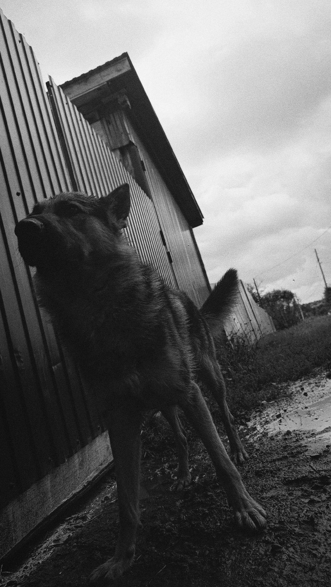 A low-angle, black and white photograph shows a dog standing next to a corrugated metal structure. The dog, positioned in the foreground and to the left of the frame, faces left with its head slightly raised, appearing to be barking or looking upwards. Its fur is dark and textured. Behind the dog, the corrugated metal wall of a building or fence extends upwards and diagonally across the frame. A portion of the building's roofline is visible at the top. The ground in front of the dog and the building is rough, with patches of dirt and what appears to be mud or wet ground. The background shows a cloudy sky, with some distant trees and a utility pole visible on the right. The overall scene is gritty and has a somewhat somber atmosphere due to the monochrome palette and the overcast sky. The image does not contain any identifiable landmarks that would specifically place it in the city of Karsha, Russia.