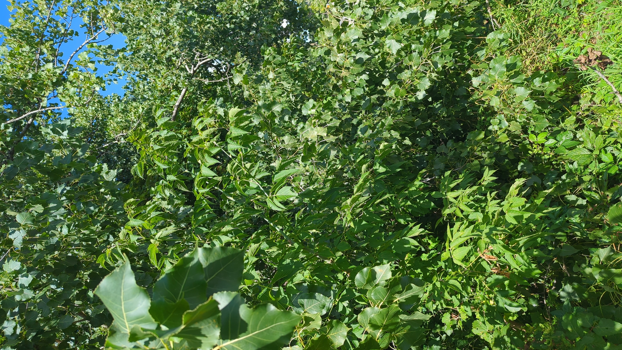 The image depicts a dense foliage of green trees and plants under a clear blue sky. The scene appears to be an outdoor natural setting, possibly a park or a wooded area within a city. There are no people or man-made structures visible. The lighting suggests it is daytime, likely mid-morning or afternoon, with sunlight filtering through the leaves. The overall impression is one of lush vegetation. Based on the context, this image might be located in a green space in Montreal, Canada, though no specific landmarks or identifying features confirm this.