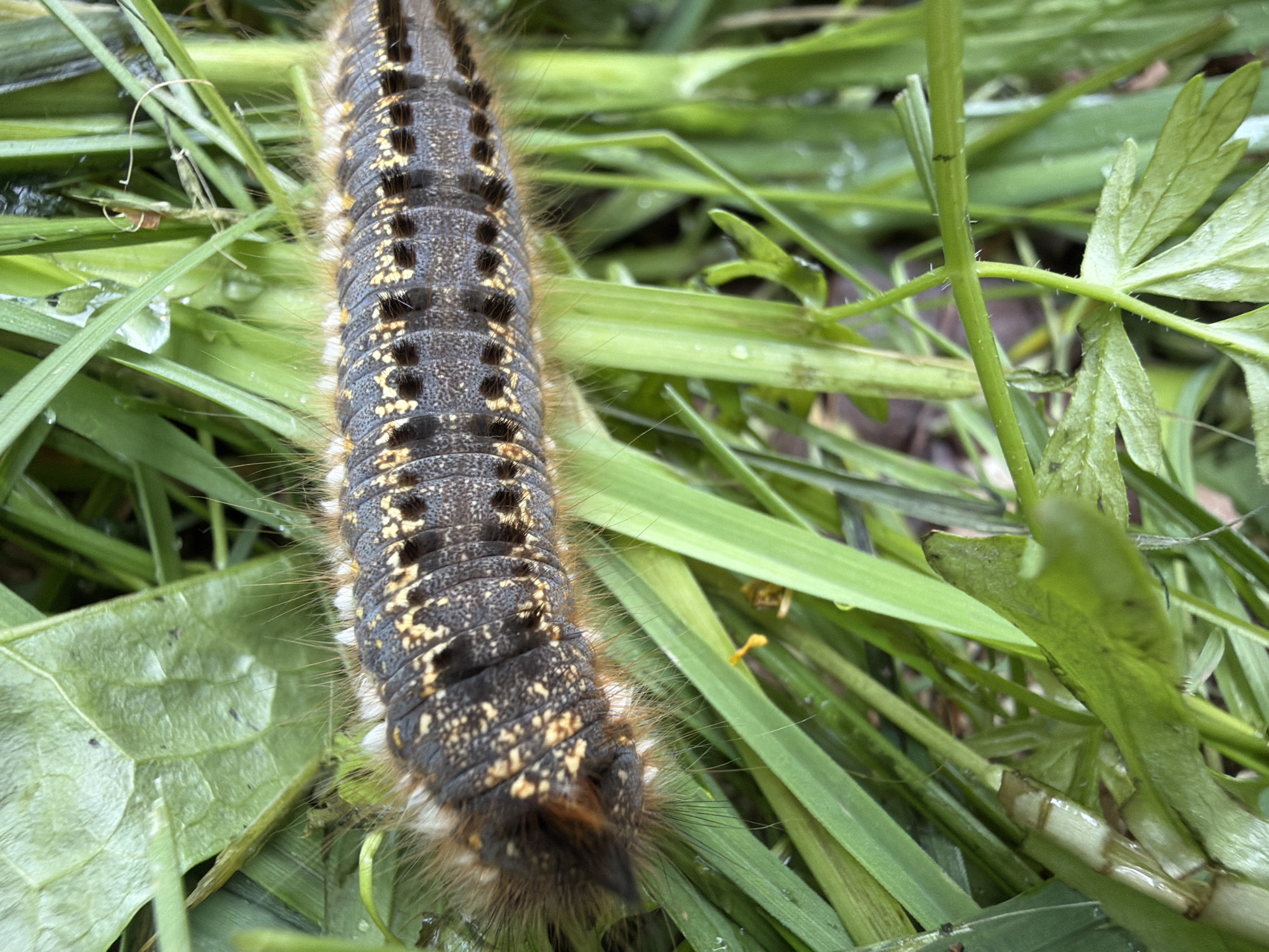 A large, hairy caterpillar is the central subject of this close-up image, resting on a bed of green grass and other foliage. The caterpillar's segmented body features a dark grey or black base color, accentuated by bright yellow or orange speckled patterns and distinct black raised spots or tufts on each segment. Its entire body is densely covered in light brown to whitish hairs or bristles, particularly noticeable along its sides and at the posterior end, giving it a furry appearance.

The caterpillar lies diagonally across the frame, surrounded by various green plants. These include slender blades of grass and broader leaves, some of which appear lobed. Numerous small water droplets are visible on the leaves and grass, suggesting recent rain or dew. The setting is a natural, outdoor environment, likely a damp patch of ground. The lighting indicates it is daytime. No specific activity beyond resting is depicted, and no text is visible within the image. The scene is a vivid portrayal of insect life within a lush, green, and moist habitat.