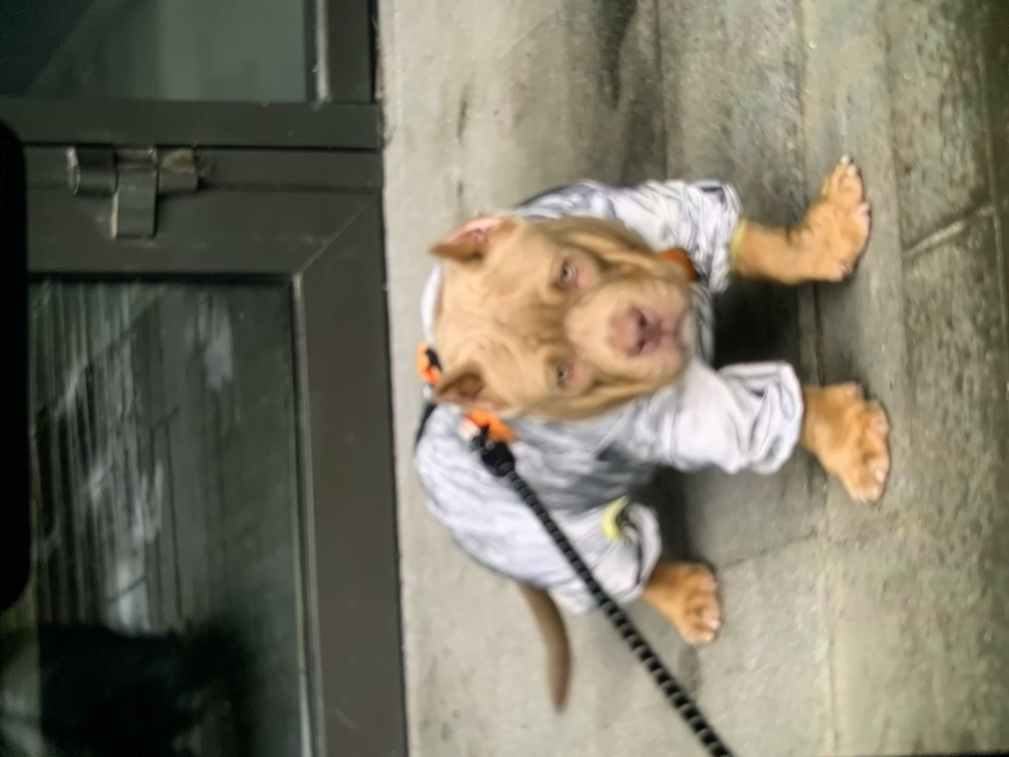 The image shows a light brown pit bull puppy sitting on a textured concrete surface, possibly a sidewalk or pathway. The puppy is wearing a light-colored, patterned shirt with gray and white swirls, and an orange collar. A black leash is attached to the collar. The puppy is looking up at the camera with its head tilted. To the left of the puppy, there is a dark gray metal frame with glass, resembling a doorway or window. The lighting suggests it might be daytime, but the scene appears somewhat overcast or indoors. The overall setting seems to be an urban environment, possibly in Stavropol, Russia. The image is slightly blurry, particularly around the edges, but the puppy's features and attire are discernible.