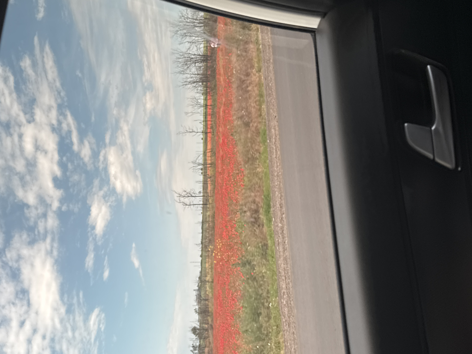 An outdoor, eye-level, horizontal shot captures a field of red poppies and a portion of a car's interior. The poppy field dominates the mid-ground, stretching across the frame and appearing to be vast. Bare trees, some leafless, dot the background of the field, and a faint building structure is visible in the far distance. The sky is a pale blue with scattered white clouds. In the foreground, the interior of a car is visible, including a portion of the door panel and a silver door handle on the right side. The lower part of the image is dominated by the car's interior, while the upper portion showcases the natural landscape. The location is identified as Sychavka, Ukraine.