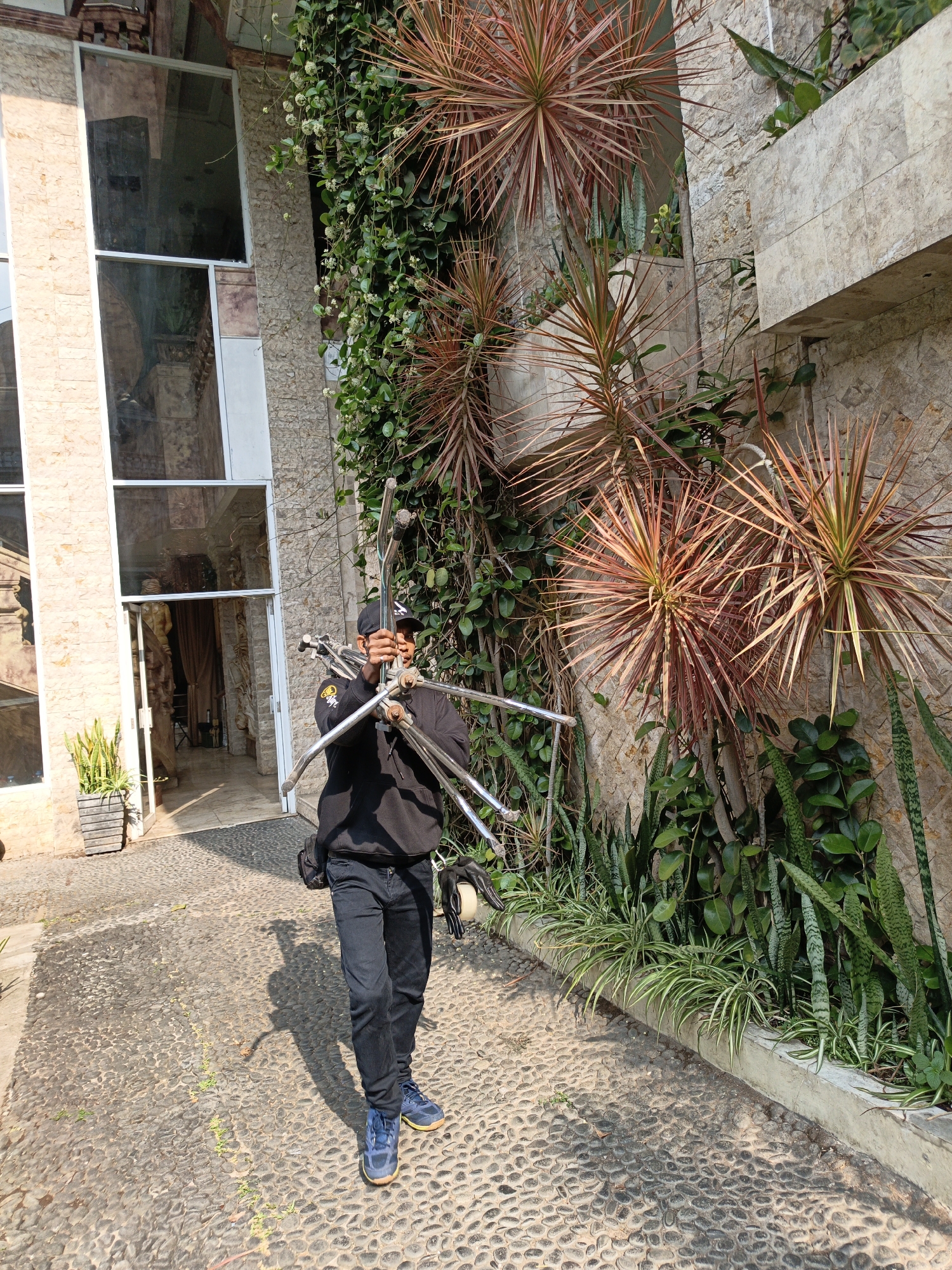 In Cibogo, Indonesia, a person wearing a black hoodie, black pants, and blue sneakers is standing on a cobblestone pathway in front of a building with a stone facade and large windows. The individual is holding a disassembled metal object, possibly a stand or frame, with both hands. Lush green foliage, including spiky red and green plants, climbs the building's exterior. A potted plant sits near the building's entrance, which is visible to the left. The scene is illuminated by bright sunlight, casting shadows on the ground.
