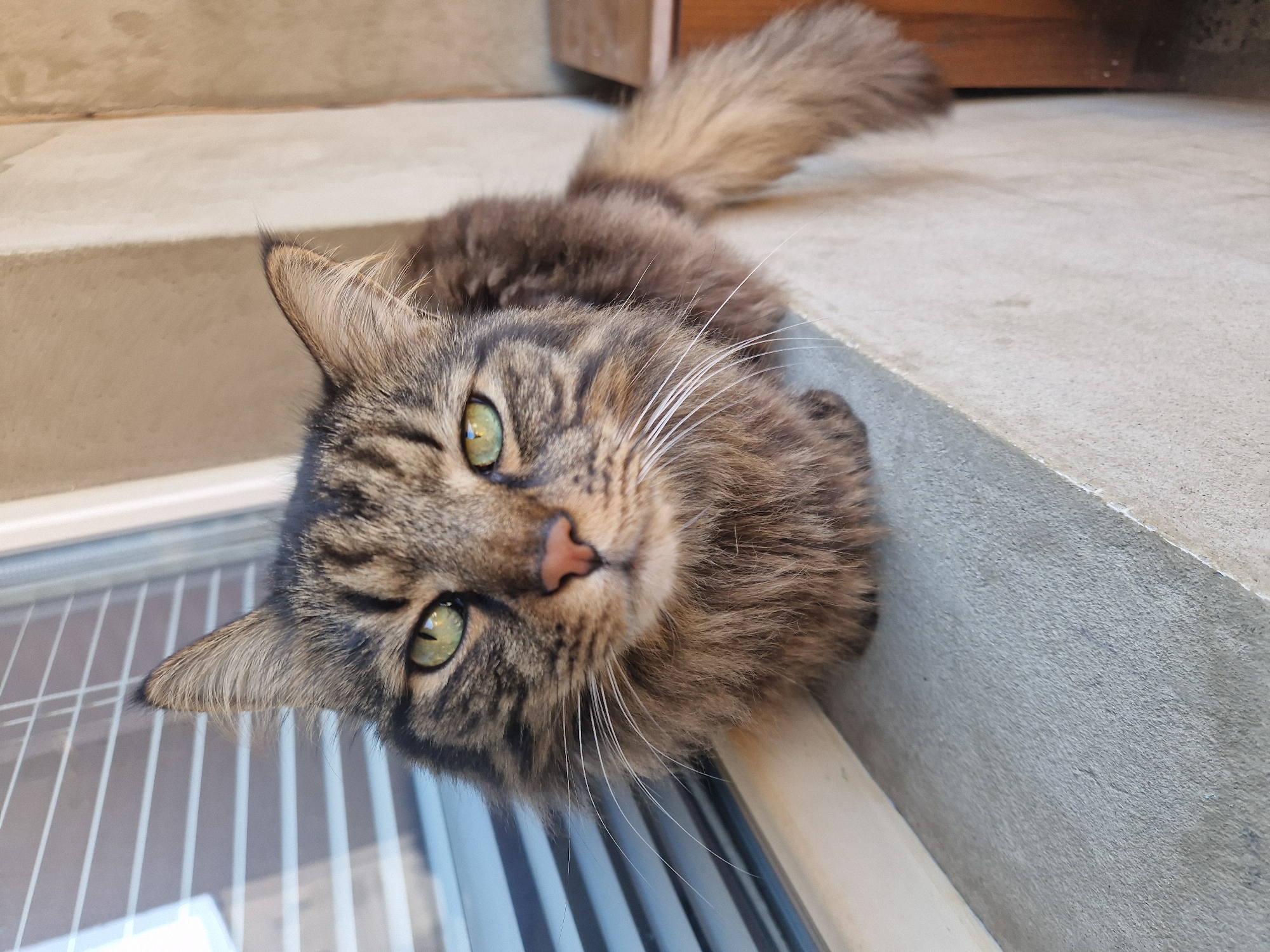 A long-haired tabby cat is lying on a concrete surface near a window, looking directly at the viewer with its head hanging over the edge. The cat has green eyes, a pink nose, and long white whiskers. Its tail is visible behind its head, curled upward. The surface appears to be part of a building or structure, and the window has vertical blinds.