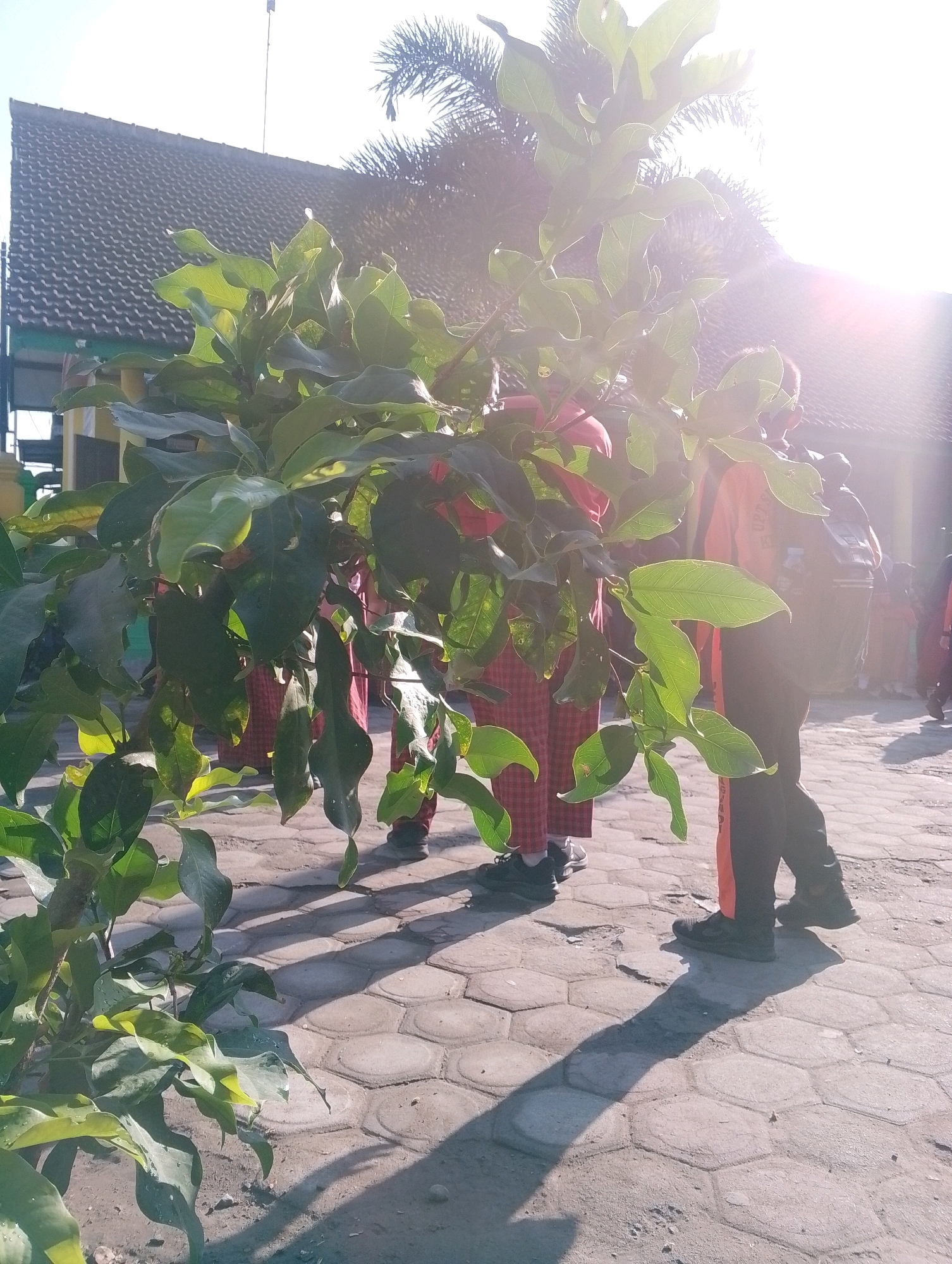 In Papungan, Indonesia, a bright, sunny day is captured. The foreground is dominated by a leafy green plant, its branches casting long shadows on the hexagonal-patterned paved ground. Behind the foliage, several individuals are visible, dressed in what appear to be school uniforms. One person in the mid-ground wears a red and white plaid skirt and dark shoes, while another to their right is in black pants with an orange stripe down the side and dark shoes. A third person, partially obscured, is in black pants and a dark top with a backpack. The background features a building with a dark tiled roof and a palm tree. The sun is high in the sky, creating lens flare and bright highlights, suggesting it is likely mid-morning or early afternoon. The overall impression is an outdoor scene, possibly a schoolyard or public space, during daylight hours.
