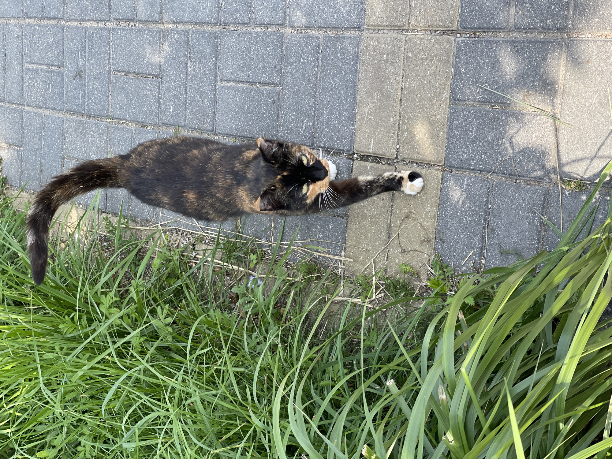 A tortoiseshell cat walks on a paved walkway in Zelenogradsk, Russia, next to a patch of tall green grass. The cat has black, orange, and brown fur with white paws. The walkway is made of rectangular gray and beige pavers. The grass is lush and green, with some dried blades interspersed. The sun is shining, casting shadows on the walkway.