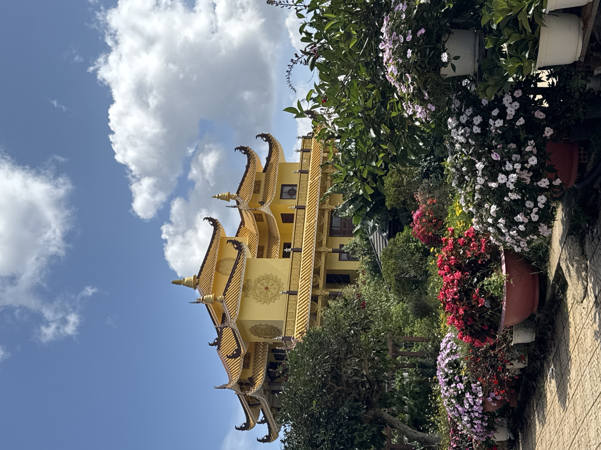 The image shows the Truc Lam Zen Monastery, a prominent Buddhist monastery located in Da Lat, Vietnam, nestled amidst lush greenery and a clear blue sky dotted with fluffy white clouds. The monastery itself is a magnificent structure characterized by its traditional East Asian architectural style, featuring multiple tiered roofs with ornate, upturned eaves, all painted in a vibrant golden hue. The walls of the monastery are a bright yellow, adorned with intricate decorative elements.
In the foreground, a vibrant garden bursts with color. A variety of flowering plants are arranged in large pots and planters, creating a picturesque border. Pinks, reds, and whites dominate the floral display, with some plants reaching impressive size and fullness. Among the flowers, various trees and shrubs provide a rich, verdant backdrop. A paved walkway, likely made of stone or concrete tiles, runs along the edge of the garden, suggesting a path for visitors or monks. The overall impression is one of serene beauty and spiritual tranquility, a harmonious blend of man-made architecture and the natural landscape. There are no people visible in the image.