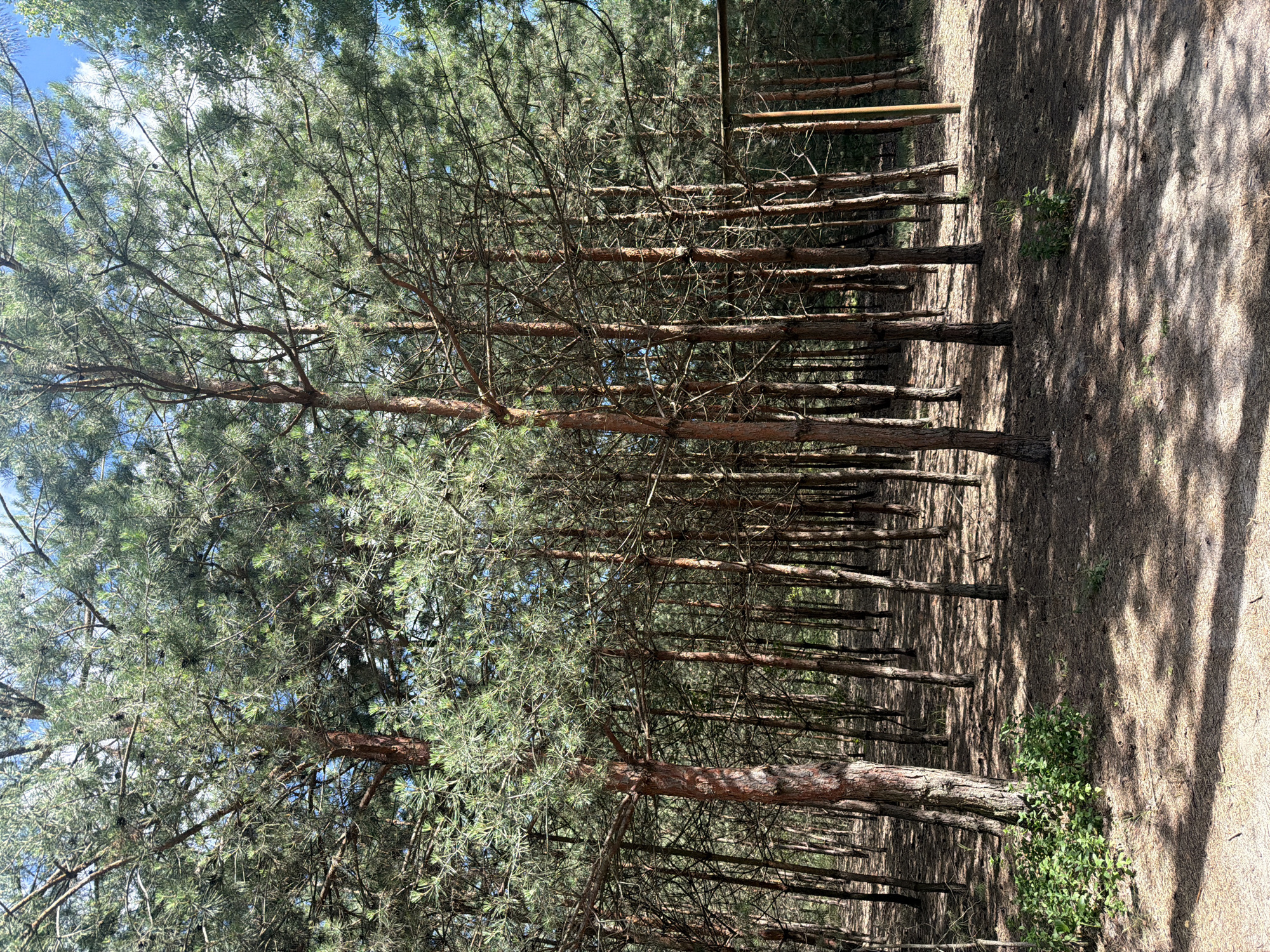 This media file captures a view of a pine forest in Obukhivka, Ukraine. The image is oriented vertically, with the trees appearing to grow from the top of the frame and extending downwards. The subjects are primarily pine trees, with their trunks and branches dominating the scene. There are no people or distinct objects visible other than the natural elements of the forest.
The scene depicts a dense stand of pine trees, creating a natural pathway or clearing. The lighting suggests it is daytime, with dappled sunlight filtering through the canopy, casting shadows on the forest floor. The ground appears to be covered with pine needles, typical of a pine forest environment. There are some smaller green plants growing near the base of some trees on the right side of the image. The sky is visible in patches through the branches at the top, indicating a clear or partly cloudy day. The overall impression is one of a tranquil and natural forest setting. There is no text visible in the image.
