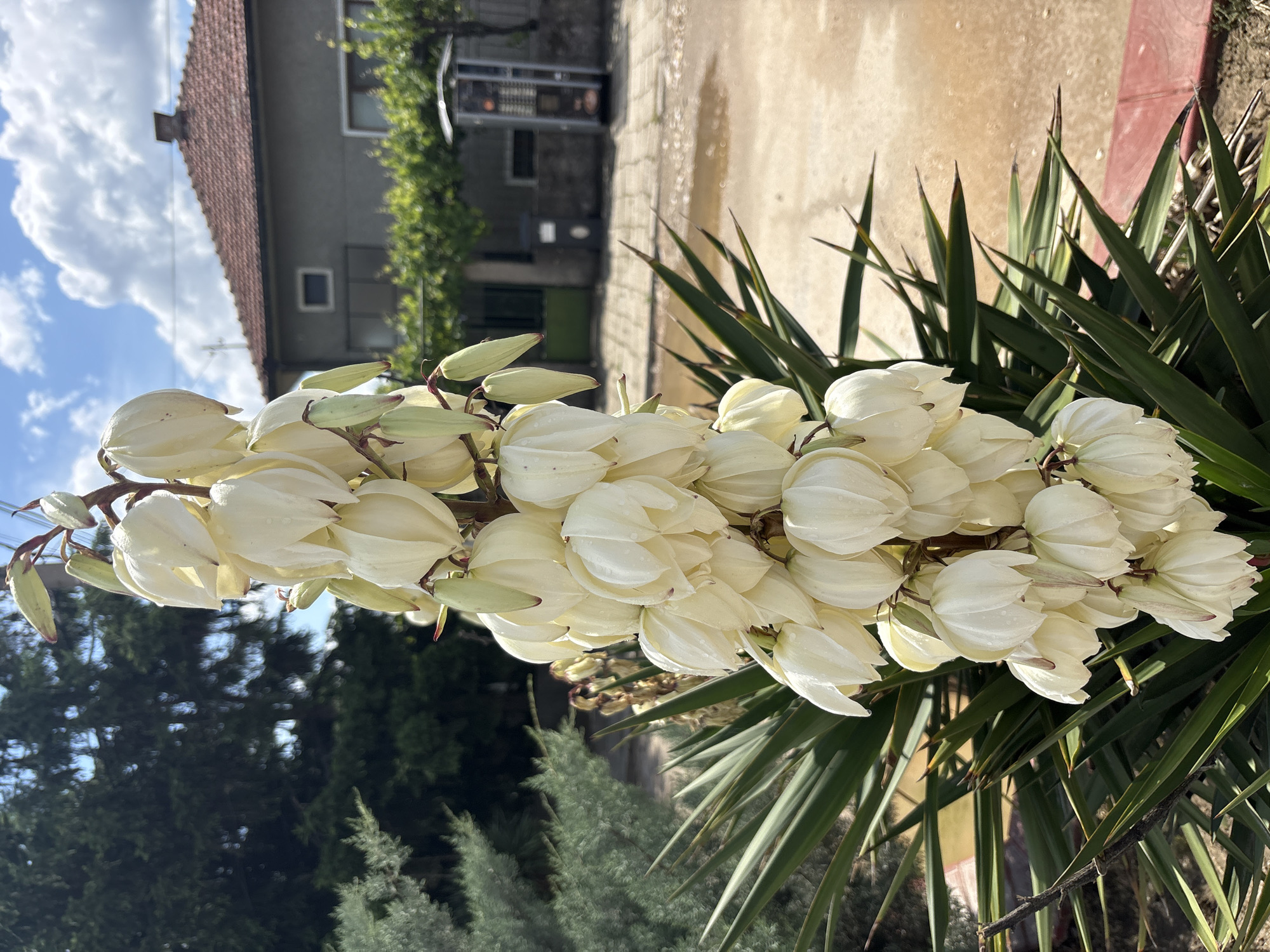 The image depicts a blooming yucca plant in Yoakim Gruevo, Bulgaria. The plant has a tall flower stalk densely packed with white, bell-shaped flowers. Surrounding the flower stalk are the plant's characteristic sharp, sword-like green leaves.
In the background, a single-story building with a red-tiled roof is visible. The building has light-colored walls and a window with some greenery growing near it. A paved area extends from the building toward the viewer. Beyond the building, there are some trees and a partly cloudy sky.