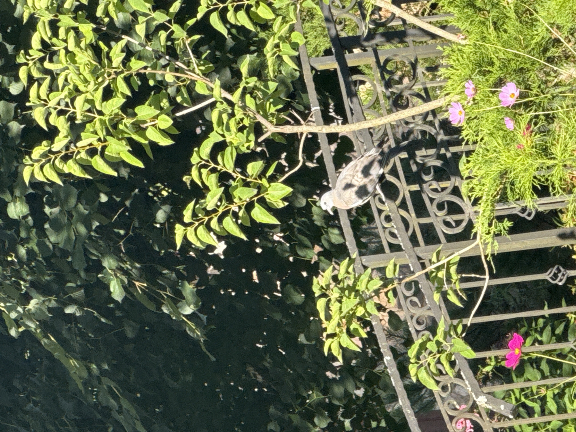 In Yukki, Russia, a grey dove with dark spotted plumage perches on a black wrought-iron fence. The dove is positioned on the middle horizontal bar of the fence, facing left. Behind the fence, lush green foliage forms a dense background. To the right of the dove, a thin tree trunk with green leaves grows upwards. In the foreground, bright pink cosmos flowers are visible amongst green foliage. The scene is illuminated by sunlight, casting shadows and highlights on the environment.
