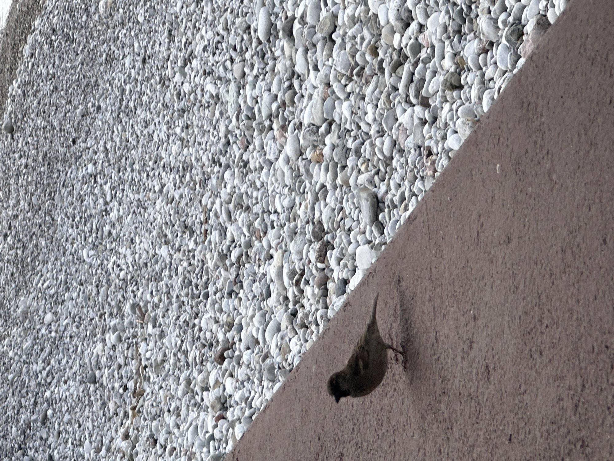 A low-angle, outdoor shot depicts a bird clinging to a brown concrete wall. The upper left portion of the frame is filled with a dense layer of small, white and grey pebbles. The wall diagonally bisects the frame, separating the pebbles from the wall on which the bird is perched. The bird, appearing small and dark, is grasping the wall with its feet, positioned in the lower right of the image. The location is indicated as Šušanj, Montenegro.