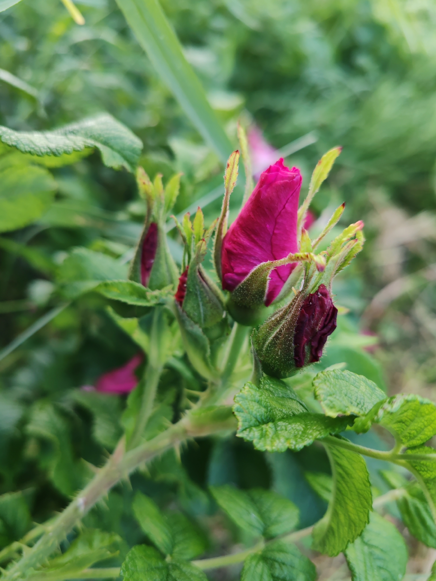 A close-up, eye-level shot focuses on several rosehip buds and a single partially opened rosehip flower. The main subject is a prominent, vibrant pink, unopened rosehip bud in the center-right of the frame, with its petals tightly furled. To its left and slightly below, a darker, purplish-red, nearly closed bud is visible, covered in fine hairs. Further to the left, two more smaller, green buds with hints of red are emerging. The stem supporting these buds is thick, green, and covered in sharp, short thorns. Lush green leaves with serrated edges surround the buds, some in sharp focus and others blurred in the background. The overall environment appears to be a garden or natural setting with a soft, out-of-focus green background suggesting foliage and vegetation. The image does not depict any people or specific urban features, making it impossible to determine a precise location within Чухлэм, Russia, beyond it being an outdoor scene with rosehip plants.
