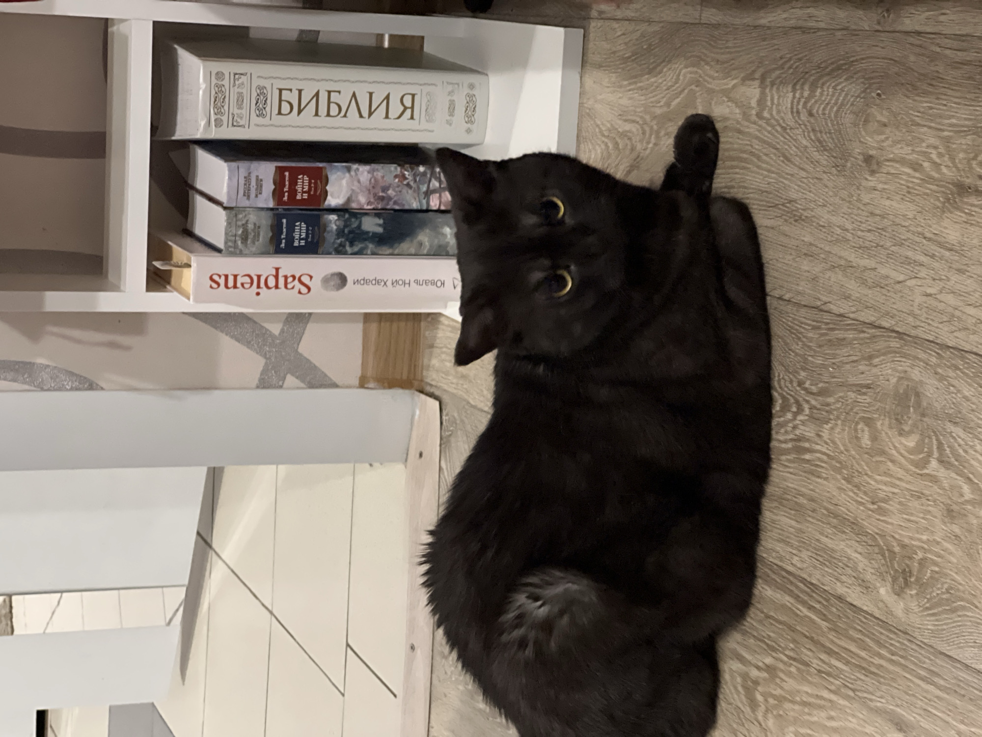 A black cat with yellow eyes lies on a light brown wooden floor in front of a white bookshelf. The bookshelf contains several books, including one with "Sapiens" written vertically on its spine, and another that appears to be a Bible. The cat is curled up, with its tail tucked underneath it. The environment is indoors, with tiled flooring visible in the background to the left. There are no people present in the image. The scene appears to be a domestic setting. The location is described as Dachnoe, Russia.
