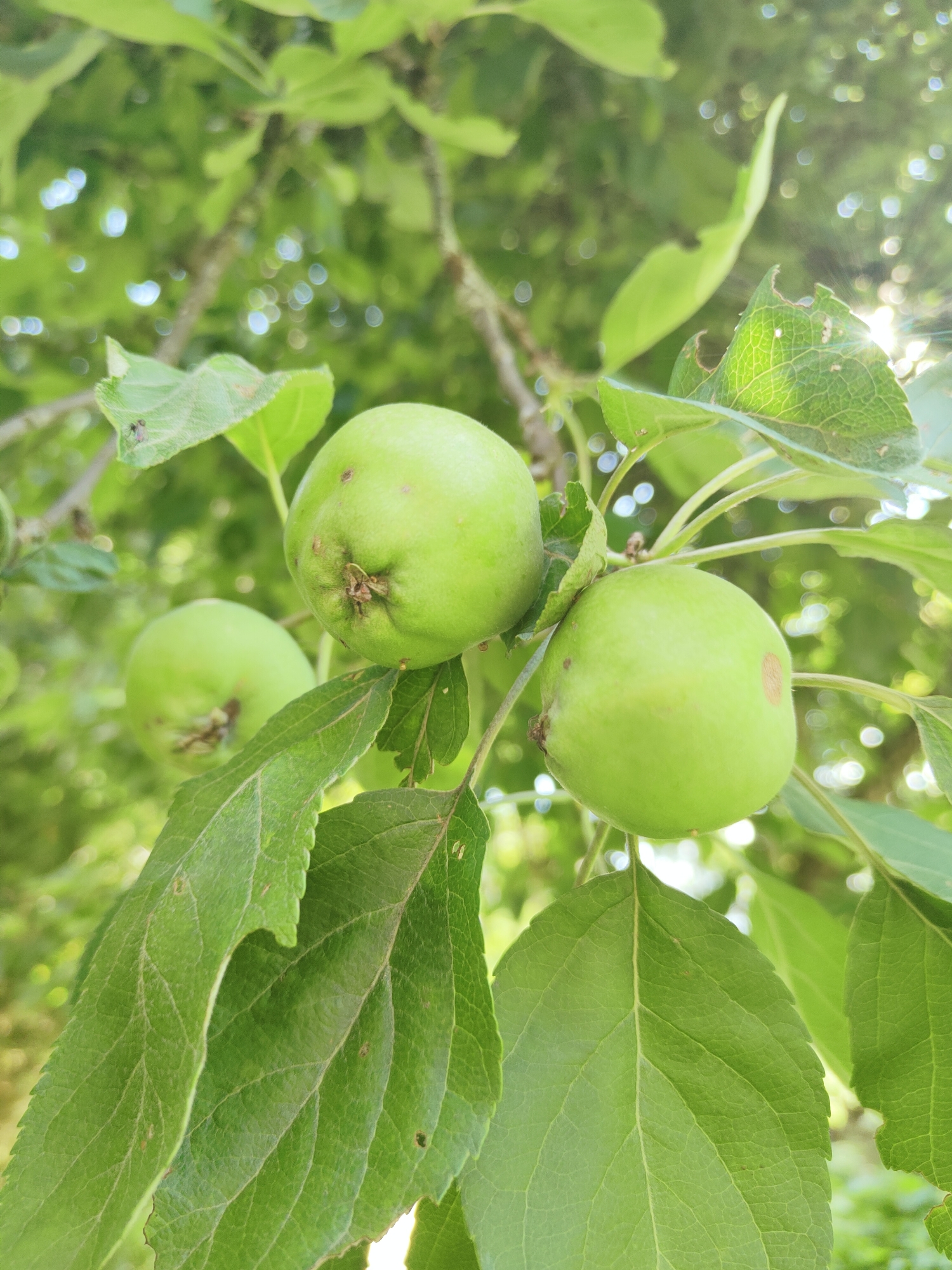 The image depicts an apple tree with three unripe, green apples hanging from its branches. The apples are a vibrant green, with some exhibiting small brown blemishes. They are surrounded by lush green leaves, some of which show signs of damage, such as small holes. The background is a soft blur of green foliage and sunlight filtering through the leaves, creating bokeh effects.
The scene is set in an outdoor environment, likely a garden or orchard, given the presence of the apple tree. The lighting suggests it is daytime, possibly late morning or early afternoon, as the sunlight appears bright and is casting shadows. The overall mood is peaceful and natural, highlighting the growth and development of the fruit. There are no people visible in the image. The location context is Talitsa, Russia. No text is visible in the image.
