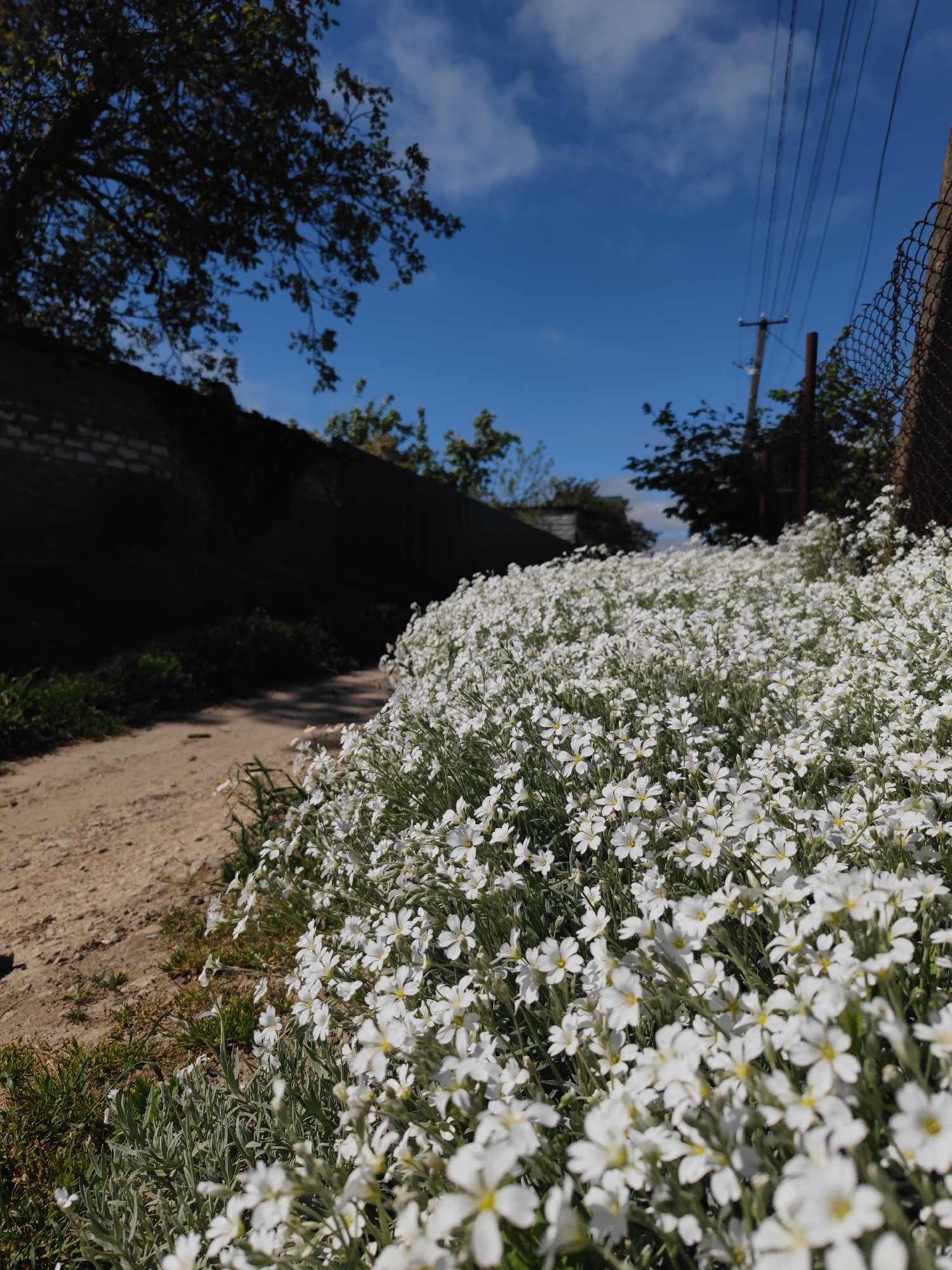 The image shows a dirt road in Sennoy, Russia, bordered by a dense patch of white flowers with yellow centers. The flowers are densely packed and dominate the foreground. To the left of the road is a dark wall or embankment partially obscured by shadow. Wires run parallel to the road on the right side, supported by a utility pole. A chain-link fence is visible along the right edge of the image. The sky is blue with some scattered clouds. A tree is visible in the upper left of the image.