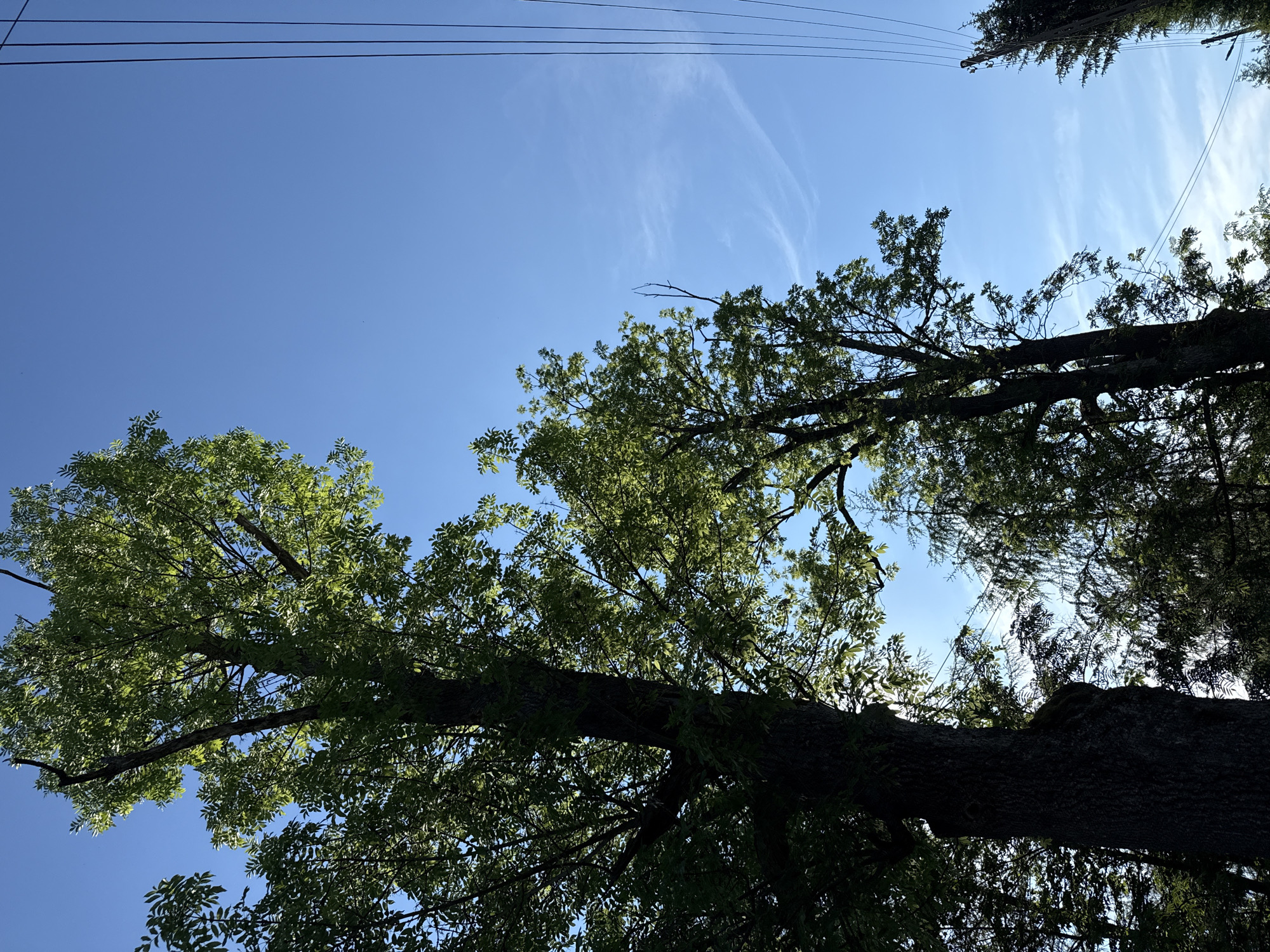 This is a photograph taken outdoors looking up at the sky through trees, with power lines visible on the right. Two large trees with dark bark and green leaves dominate the left and center of the frame. The sky is a clear, bright blue with a few wispy white clouds. The overall impression is one of a sunny day in a natural setting, possibly with some urban infrastructure present. The image's composition, with the trees reaching upwards and the power lines cutting across the sky, suggests an attempt to capture a contrast between nature and human development. The lighting indicates that the sun is behind the trees, casting them in shadow on the left while illuminating the leaves from behind on the right.