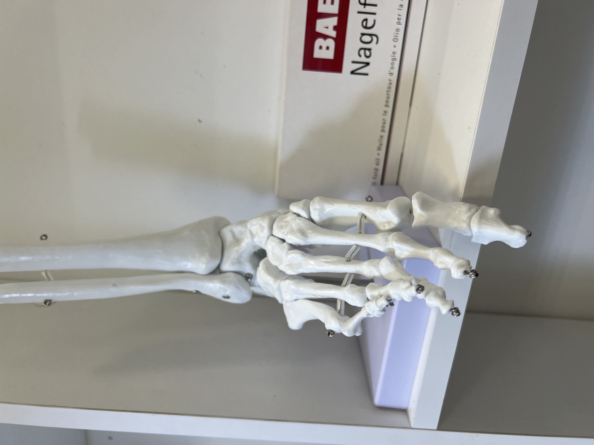 The image depicts a model of a human hand skeleton resting on a white shelf. A product box with the brand "BAEB" and the word "Nagelf" printed in large letters is behind the hand. The shelf is set against a light gray background, possibly a wall.