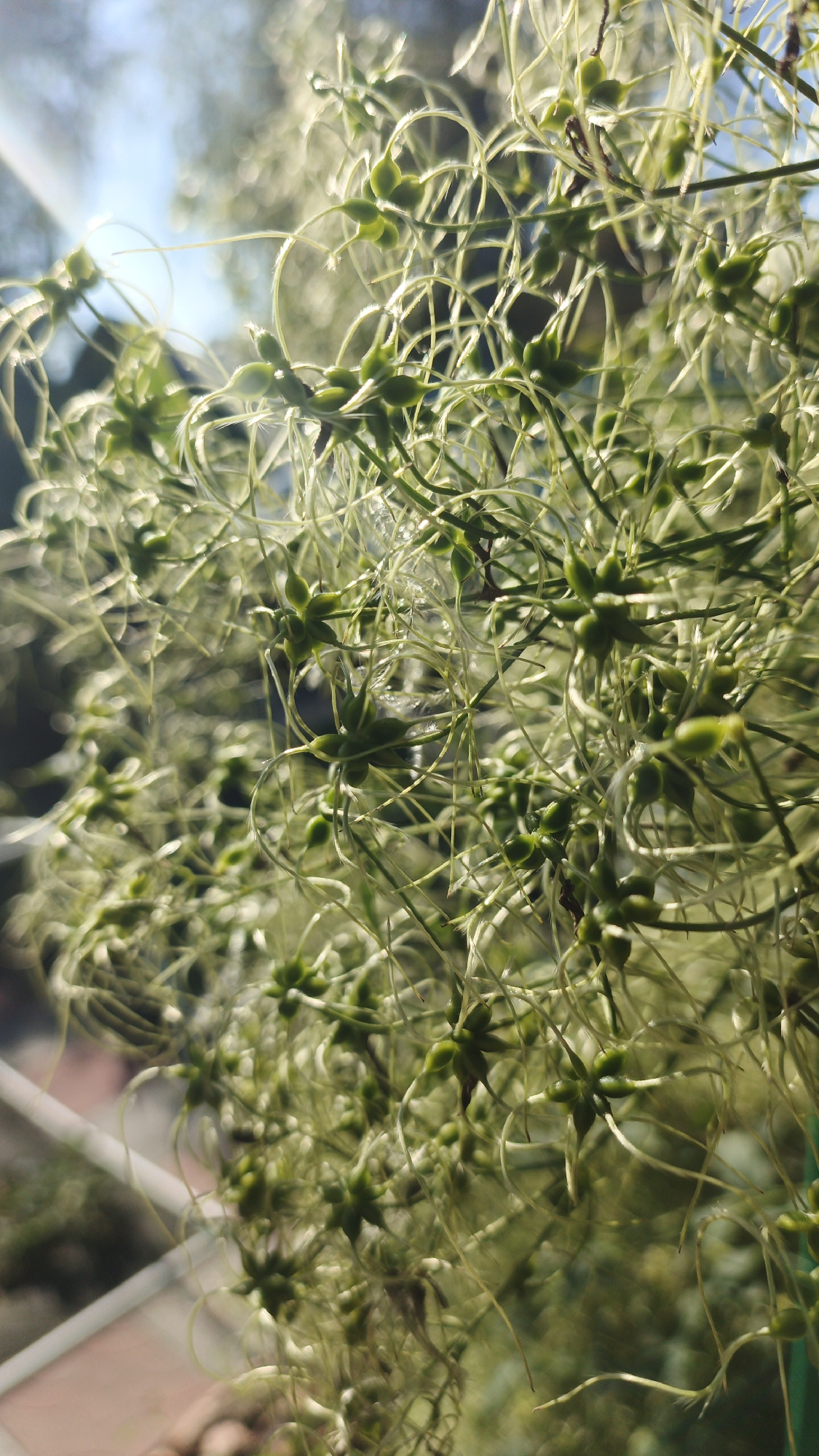 The image is a close-up, backlit photograph of a plant with small green seed pods and wispy tendrils. The background is blurred, showing hints of sunlight, sky, and possibly some foliage or structures. There are no people or visible actions in the image. The scene is outdoors. The provided metadata does not contain information about the city of Remeslennyi, Russia, or any specific location.