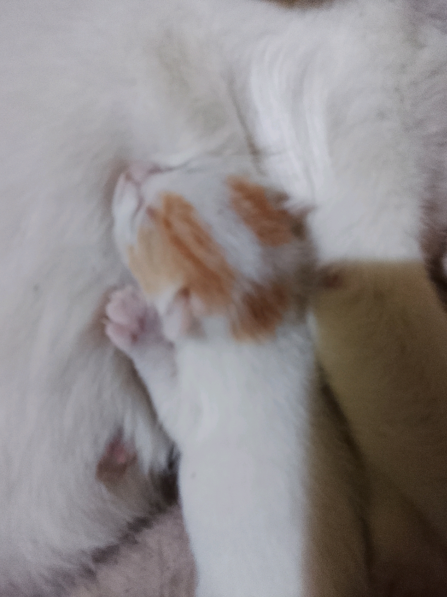 The image shows a very blurry close-up of a newborn kitten, likely in Ujungrusi, Indonesia. The kitten has white fur with patches of orange on its head. It is nestled against the white fur of what appears to be its mother. The kitten's paw is visible and appears pink. The background is dominated by the mother cat's fur and a blur of a light brown object. There are no people visible in the image. The overall scene suggests a domestic setting, likely a home.