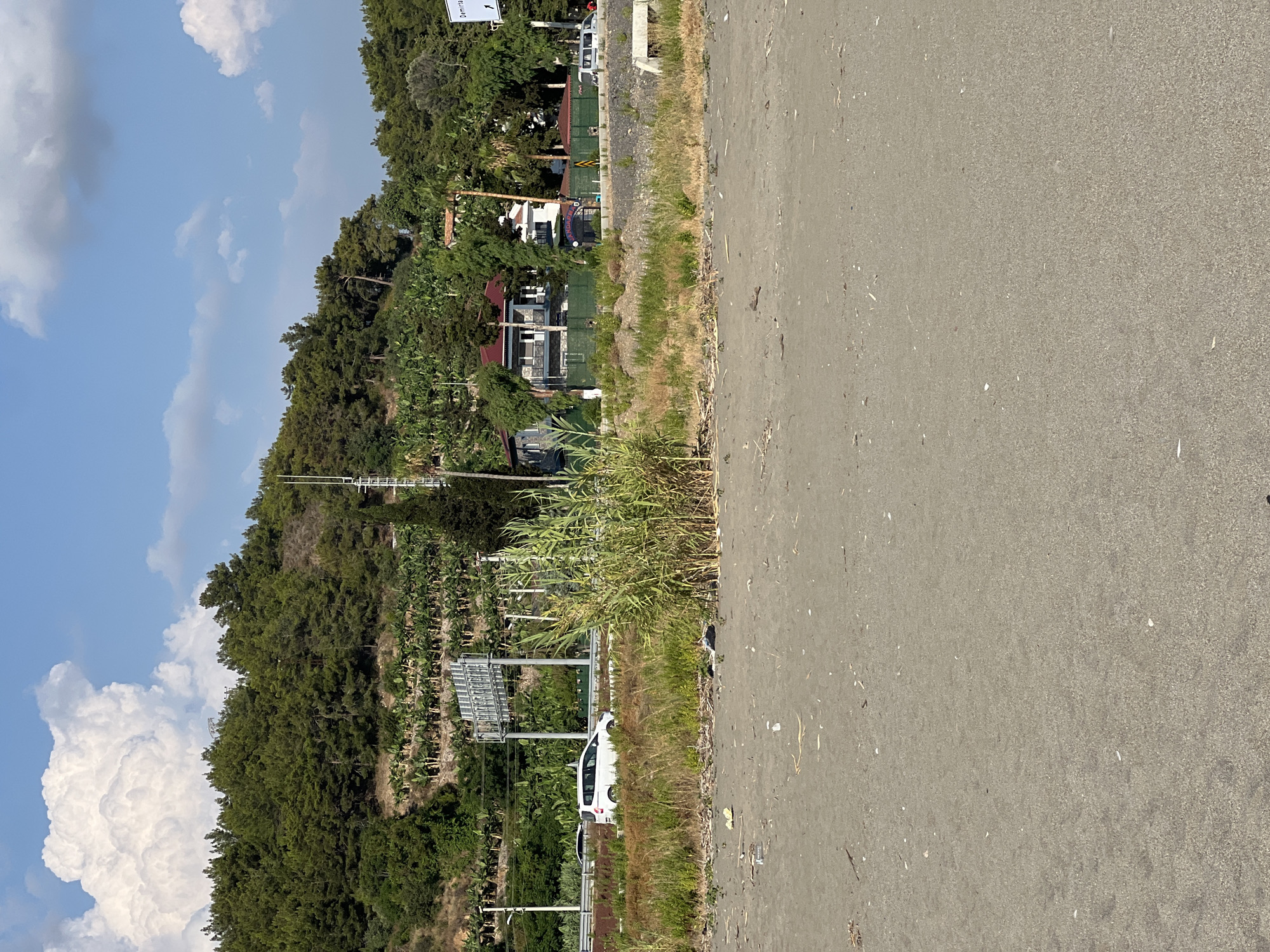 The image depicts a coastal scene in Alanya, Turkey, likely during daytime under a clear blue sky with scattered clouds. The foreground is dominated by a sandy beach, with some scattered debris like small pieces of plastic and dried vegetation. Beyond the beach, a strip of dry grass and reeds separates the sand from a road. A white van is visible driving on the road, along with other vehicles and traffic signs. Behind the road, a lush green hillside rises, covered with dense pine trees and a terraced plantation of what appears to be banana trees. A few buildings, including houses and possibly some commercial establishments, are nestled among the trees on the hillside, with a green fence in front of them. The overall impression is a blend of natural coastal landscape with human infrastructure.