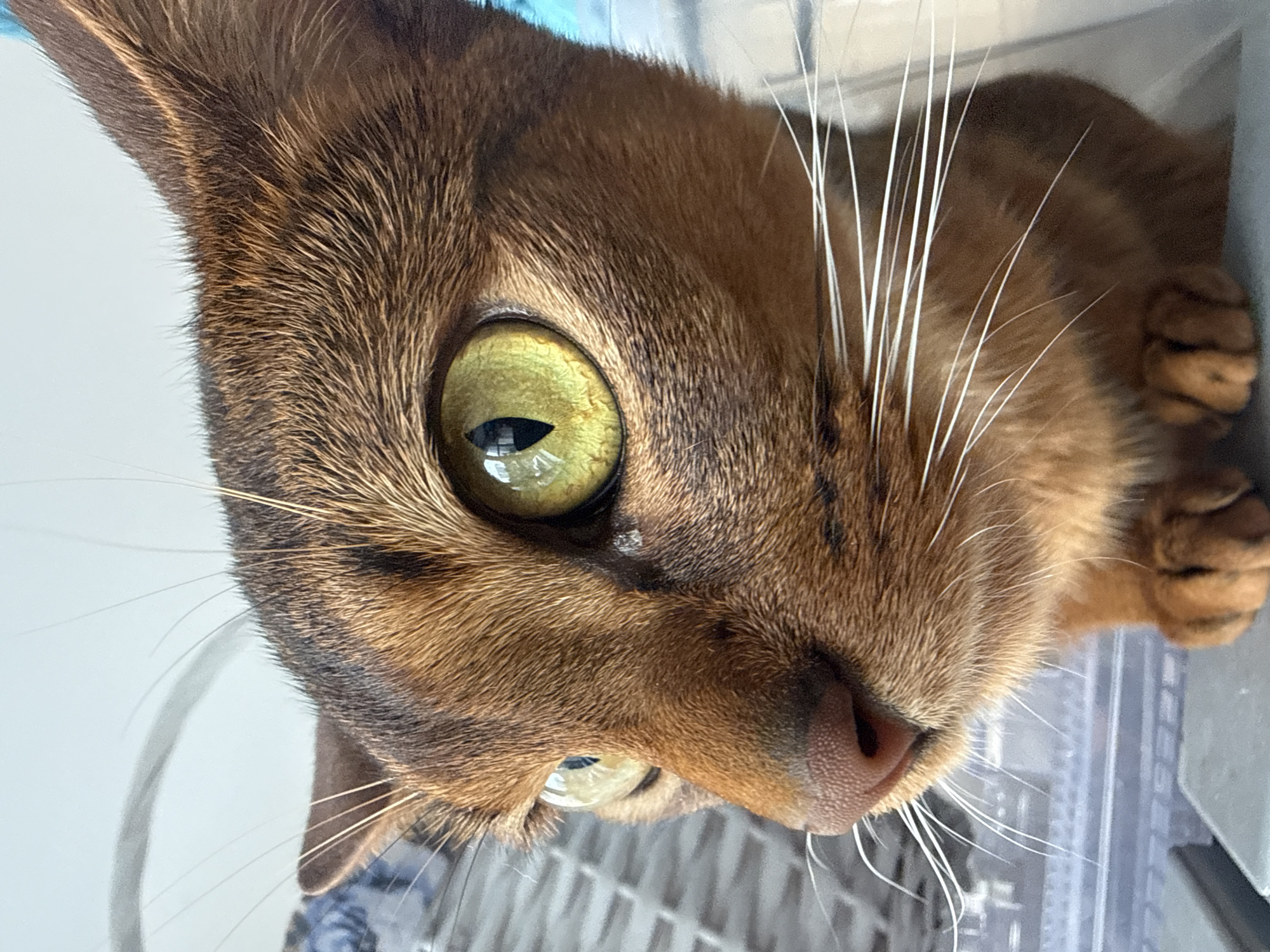 This is a close-up photograph of an Abyssinian cat's face, captured from a low angle. The cat has distinctive golden-green eyes with dark, vertical pupils. Its fur is a rich reddish-brown with subtle tabby markings, particularly around the eyes and ears. Long, white whiskers fan out from its muzzle, contrasting with its pink nose. The cat's ears are large and triangular, pointed upwards. In the background, a grey, textured surface is visible, possibly a cage or a carrier, with a blurry blue and white patterned material behind it. The lighting is bright, creating reflections in the cat's eyes and highlighting the texture of its fur. There is no indication of the city of Vinnytsia, Ukraine, or any human presence in the image.