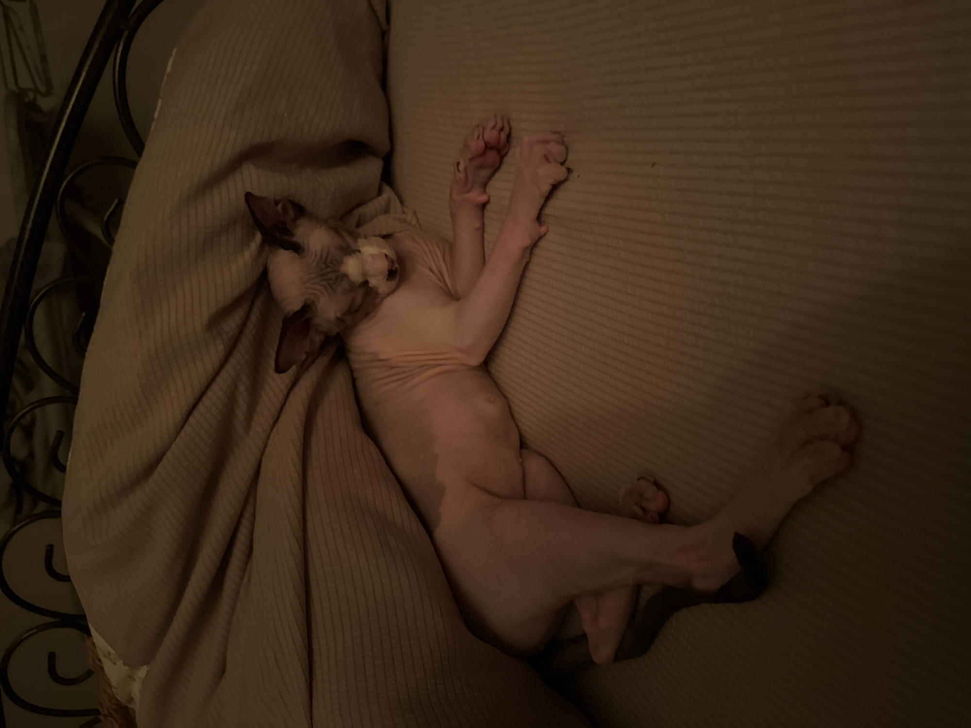 A hairless cat lies on a tan, horizontally-striped couch. The cat is pinkish in color and is laying on its back, with its front legs raised and its hind legs crossed. A tan pillow is behind the cat. The couch is next to a black metal headboard.