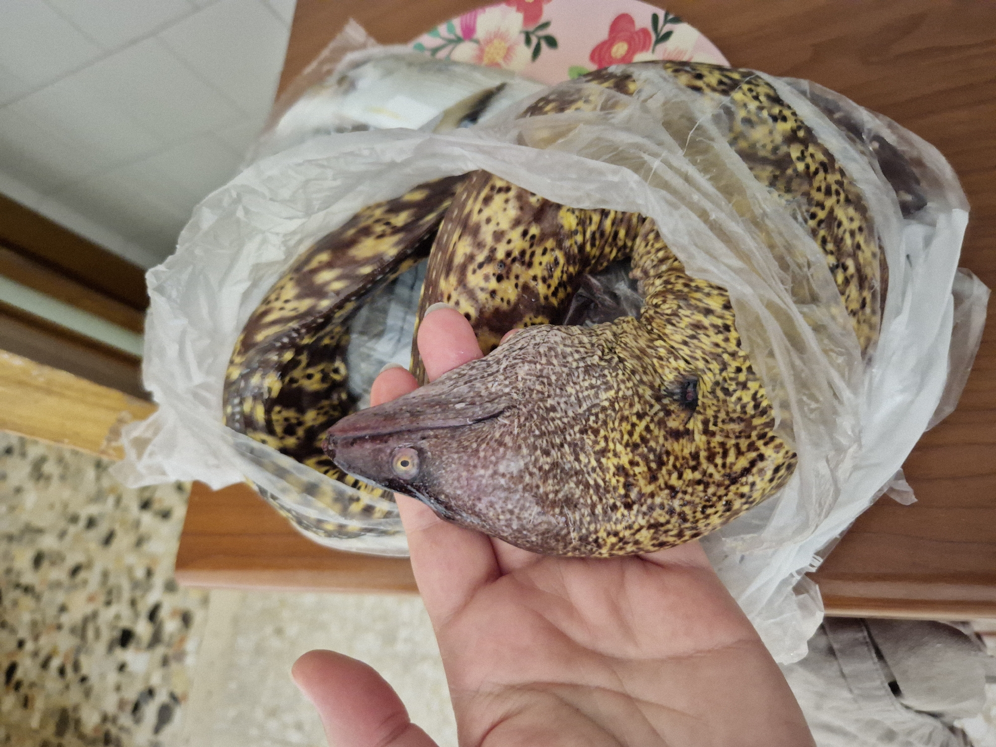 A human hand, with pink skin, is holding the head of a moray eel. The eel has a dark brown head with speckles of yellow, and its body, visible within a translucent plastic bag, is patterned with dark brown spots on a yellow background. The eel is coiled inside the bag, which is placed on a wooden table. A floral patterned plate with pink and red flowers is partially visible to the right of the bag. The background shows a speckled floor and a wooden structure. The scene appears to be indoors, possibly in a kitchen or dining area.