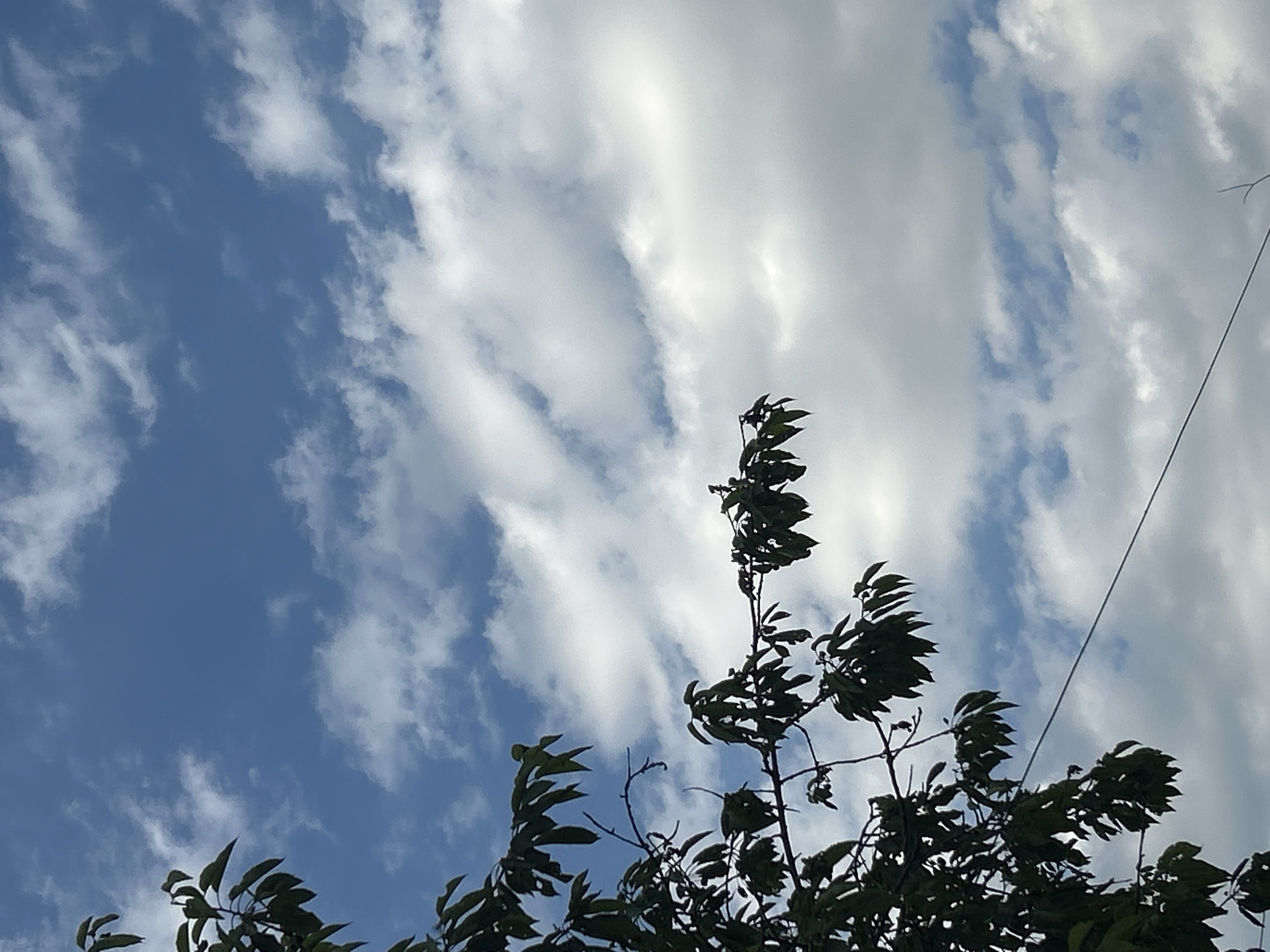 A close-up, low-angle shot features the leaves of a tree silhouetted against a cloudy sky. The leaves are dark green and appear to be from a deciduous tree, with some branches visible. The sky is a mix of deep blue and white clouds, with the clouds appearing layered and somewhat wispy. A thin, dark wire runs diagonally across the lower right portion of the image. The location is Prokhladny, Russia, though the image itself does not contain any specific landmarks to confirm this. The scene appears to be an outdoor environment, likely a park or a backyard, given the presence of trees. There are no people or animals visible in the image.