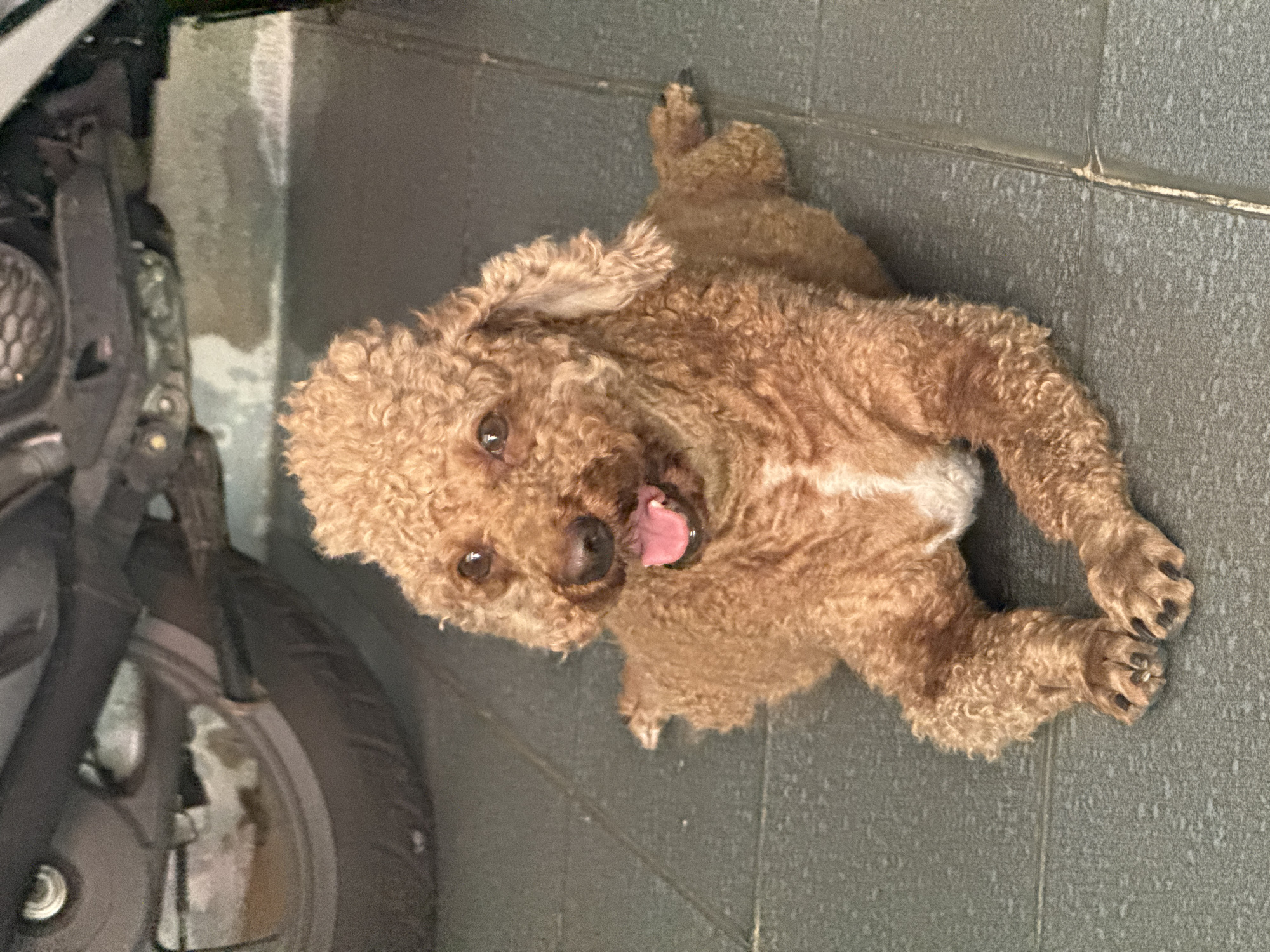 A brown poodle lies on its side on grey, tiled flooring. The poodle's mouth is slightly open, revealing its tongue. Part of a grey scooter is visible in the background, positioned next to a grey wall. The location is Bac Nha Trang Ward, Vietnam.