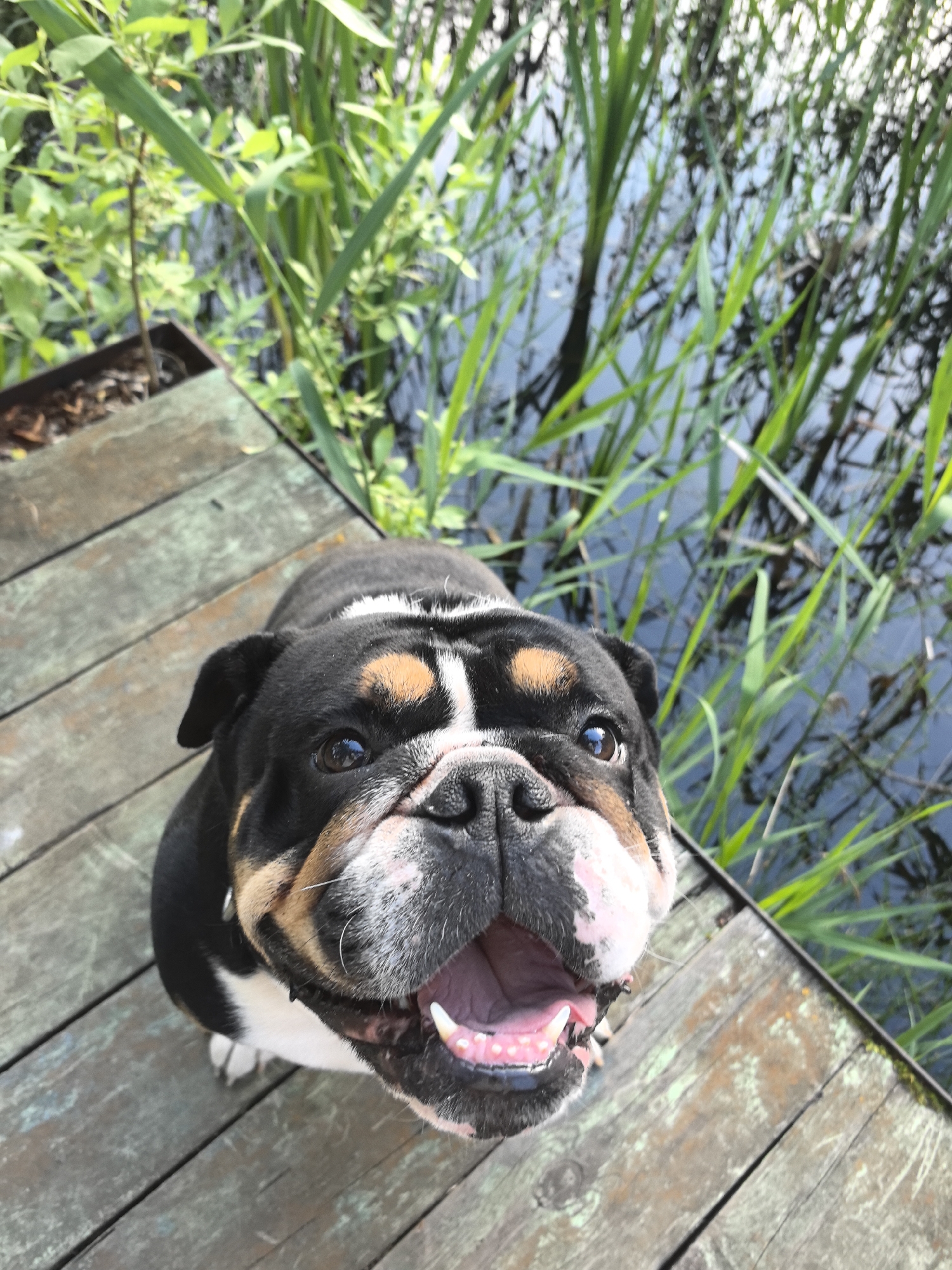 An English Bulldog is lying on a wooden pier next to a body of water with tall green reeds. The dog is black, white, and tan with a wrinkled face and its mouth is open, showing its tongue and teeth. The pier is made of weathered wooden planks. The water appears calm, with reflections of the reeds. The scene is outdoors, possibly in a natural setting or park. No people are present. The specific location within Noviy, Russia cannot be determined from the image.