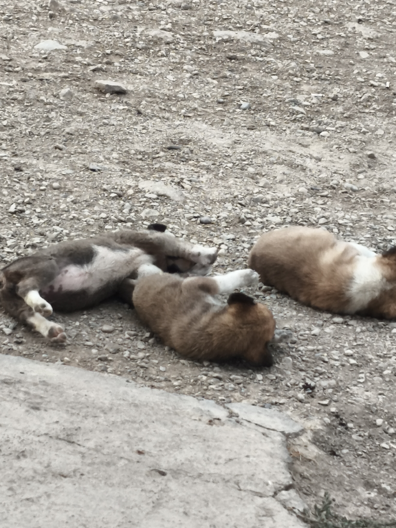 Three puppies are lying on a gravelly surface with some concrete in the foreground, in Qalaşıxı, Azerbaijan. The puppy on the left is lying on its back with its paws in the air, revealing its belly. It has light brown, white, and dark grey markings. The puppy in the middle is lying on its side, facing left, with its head resting on its paws. It is light brown with darker brown patches. The puppy on the right is lying on its side, facing right, with its head tucked under its body. It is light brown and white. The ground is covered in small stones and pebbles. There is a concrete slab in the lower portion of the image.