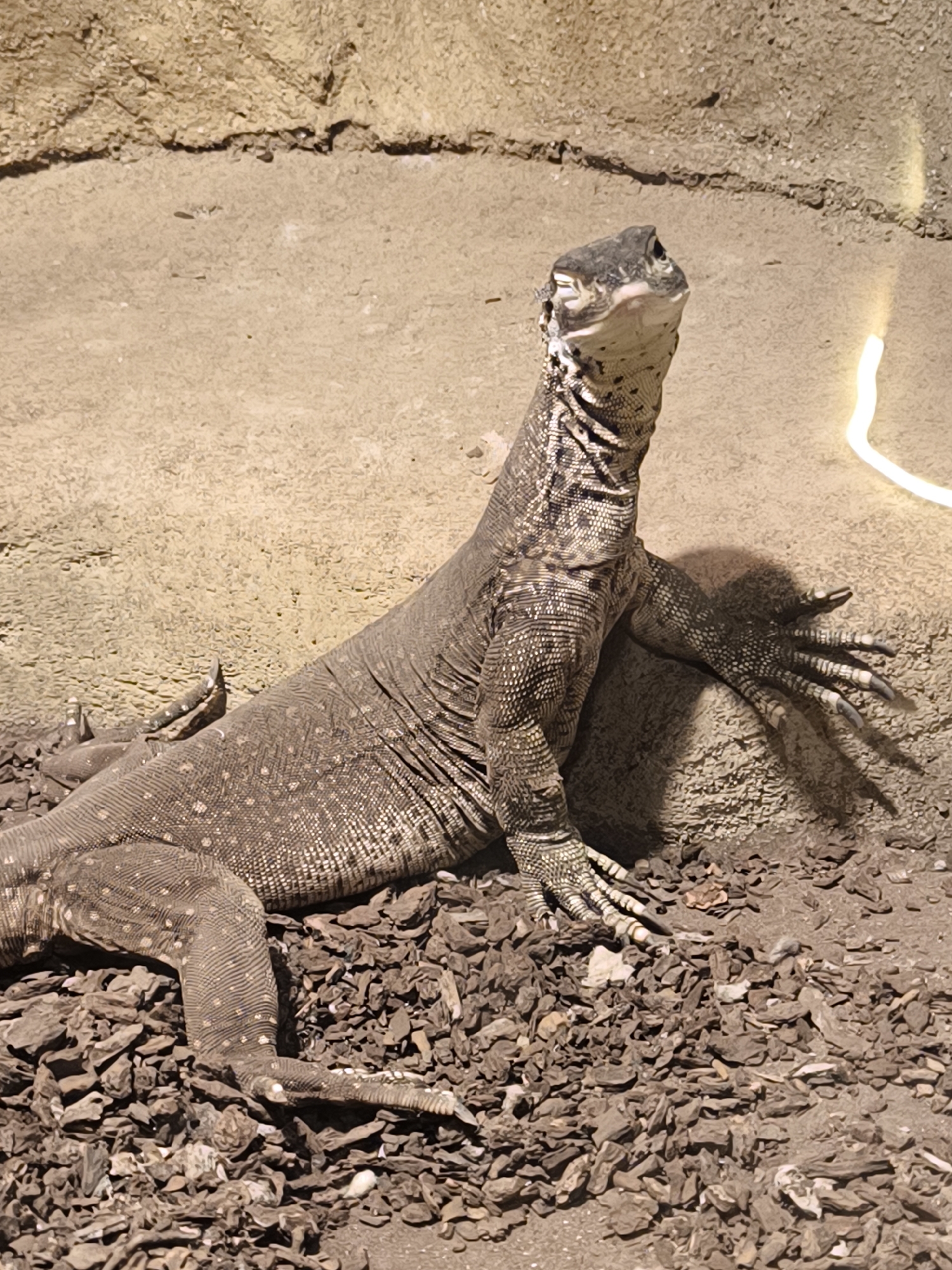 The image shows a monitor lizard in a sandy enclosure with rocky ground cover. The lizard is the main subject, with its body stretched out across the frame. Its scales are a mottled brown and gray, and it has a long neck and tail. The lizard's head is turned towards the viewer, and it appears to be looking slightly upwards. Its front leg is resting on a rock.
The background consists of a sandy, textured wall that appears to be a natural rock formation or an artificial habitat designed to mimic one. The ground is covered with small, dark brown pebbles and wood chips. There is a bright, glowing light source visible on the right side of the image, casting a warm glow on the background wall.
The scene suggests an indoor exhibit or a carefully managed outdoor habitat, likely in a zoo or a wildlife park. The lighting indicates it could be daytime, or artificial lighting is being used to illuminate the enclosure. The lizard's posture and gaze are neutral, showing no overt emotion. There is no visible text in the image. The location context provided is Mangli, Indonesia, which is known for its biodiversity, including various reptile species.