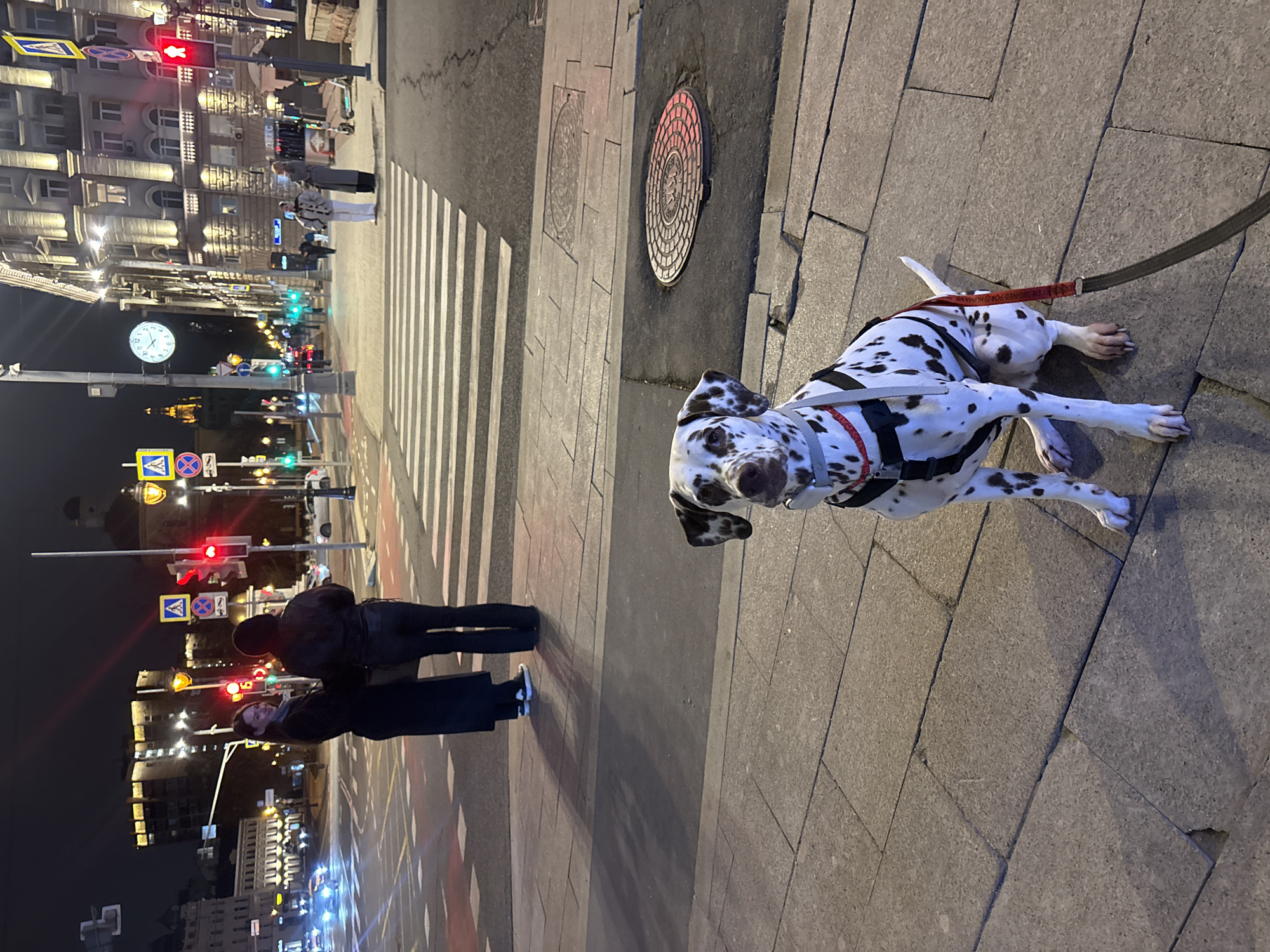 The image depicts a nighttime urban scene in Moscow, Russia, centered around a Dalmatian dog and two people on a city street.
In the foreground, a Dalmatian dog with white fur and prominent black spots is lying on its side on a paved sidewalk, looking towards the camera. It wears a dark harness, and its red leash, partially visible, bears the text "DESIGNED FOR HUMANS."
In the mid-ground, two individuals are standing near a pedestrian crosswalk. One person, taller, is seen from behind, wearing dark clothing. The second person, slightly shorter, is also dressed in dark attire, facing partially towards the scene. They appear to be waiting at the crosswalk.
The background features multi-story buildings with illuminated windows, characteristic of city architecture. A wide street with a prominent zebra crossing is visible, lit by various artificial light sources. Several traffic lights display both red and green signals, indicating an active intersection. A large white clock face on a pole on the left side of the street shows the time to be approximately 12:45. Various street signs, including yellow diamond-shaped warning signs and a round blue sign, are also present. The sidewalk is paved with large rectangular tiles, and several manhole covers with circular patterns are visible. The dark sky confirms the nighttime setting, with artificial lights illuminating the scene and creating reflections.