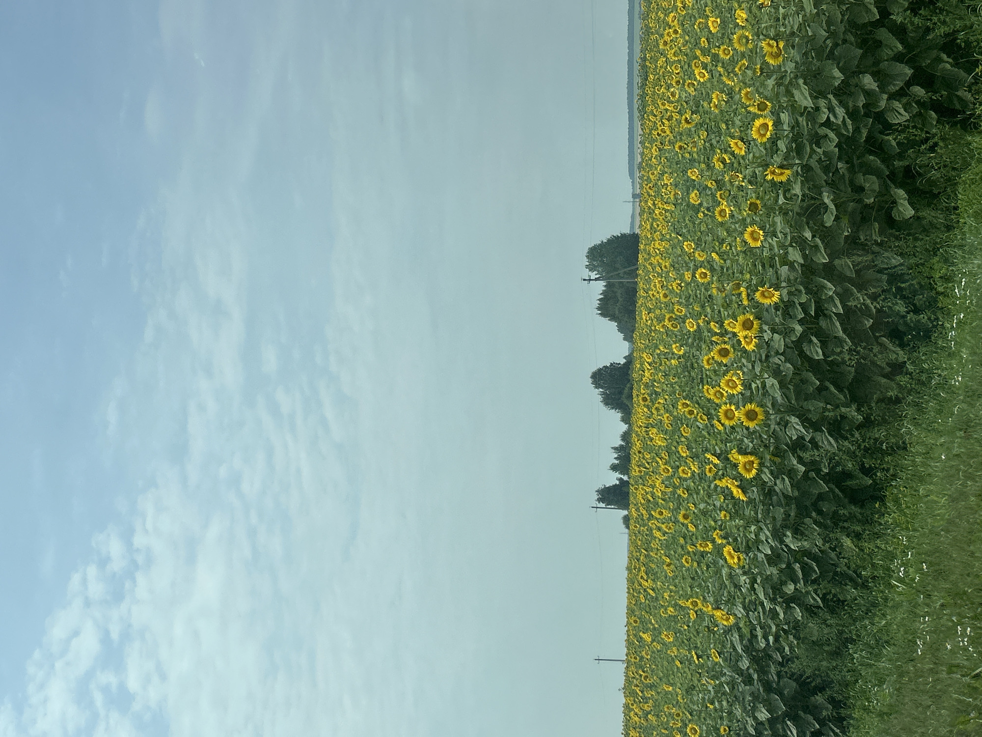 A vast field of sunflowers stretches across the landscape under a pale blue sky dotted with wispy white clouds. The sunflowers, predominantly yellow with dark centers, form a dense carpet of blooms, their heads turned towards the unseen sun. In the distance, a line of trees breaks the horizon, with a few utility poles interspersed among them, suggesting the presence of human infrastructure near this agricultural area. The foreground is bordered by lush green grass and smaller white wildflowers, indicating a natural edge to the cultivated field. The overall impression is one of a rural scene in a temperate climate, likely during the summer blooming season. This scene is located in Izh-Boyki, Russia.