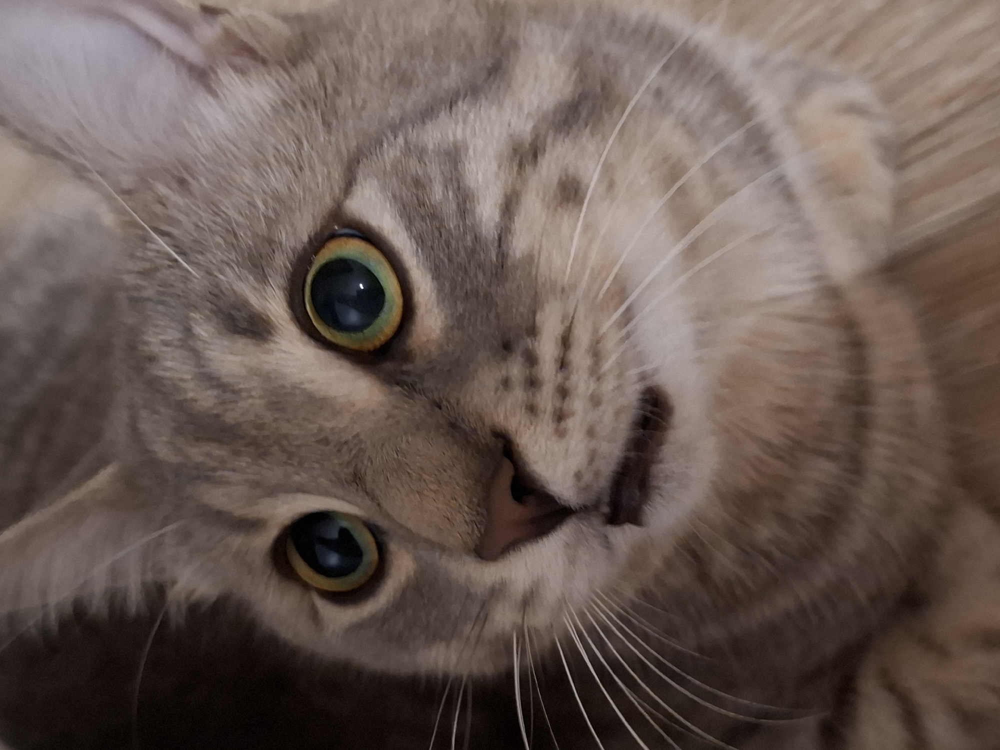 A close-up, eye-level portrait of a tabby cat's face is captured in a high-resolution, indoor photograph. The cat, predominantly gray with darker tabby markings, has striking green eyes with a yellow hue around the pupils. Its mouth is slightly open, revealing the tip of its tongue. The background is a blurred mix of dark brown and lighter brown tones, suggesting an indoor setting with subdued lighting. The image is sharpest on the cat's face, with its whiskers prominently displayed. There are no people or other animals visible in the frame. The scene does not depict any elements that can be associated with a specific location in Zemun Urban Municipality, Serbia, or any urban environment.