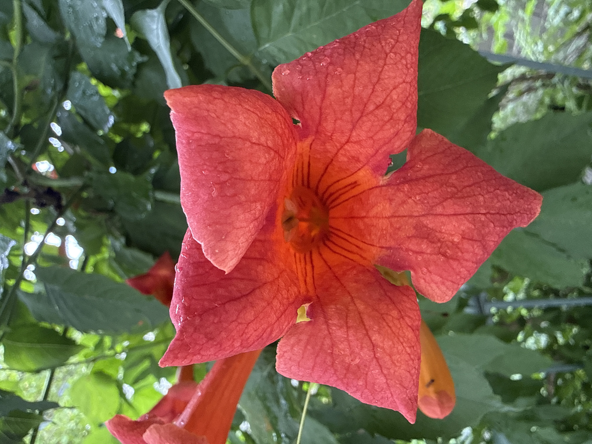 The image is a close-up shot of a vibrant red trumpet-shaped flower, likely a variety of Campsis, with a blurred background of green foliage and what appears to be a metal fence. The flower's petals are textured with visible veins and are adorned with small water droplets, suggesting it might have recently rained or been watered. The center of the flower is a deeper orange hue, and the stamens are faintly visible. The lighting suggests an outdoor setting, possibly a garden or park, with dappled sunlight filtering through the leaves. The image is static and shows no signs of human presence or activity, focusing solely on the natural beauty of the flower. The location in Dilijan, Armenia, is not visually evident from the provided image, as no specific landmarks or cultural markers are visible.
