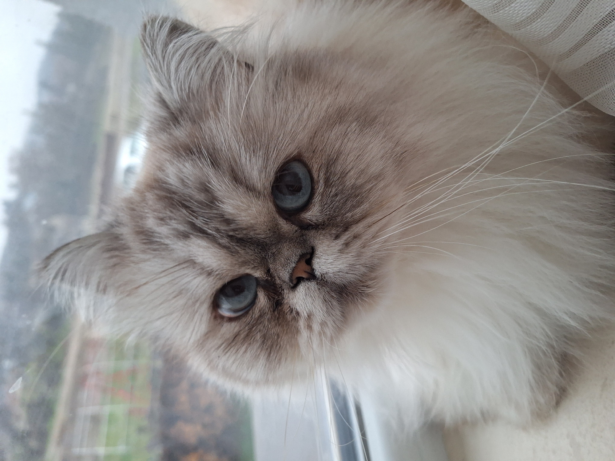 A close-up portrait of a long-haired cat with blue eyes and gray and white fur. The cat is indoors, seemingly near a window. Outside the window, greenery is visible. There is a piece of white cloth in the upper right. The image was taken somewhere in the city of Panagyurishte, Bulgaria.
