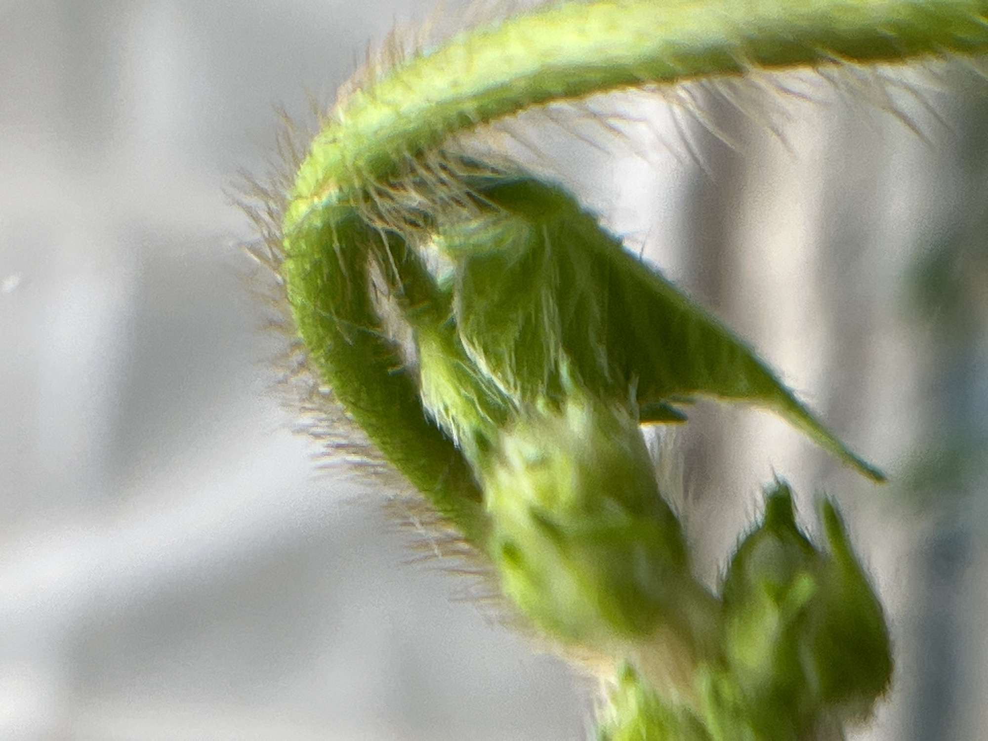 A close-up macro photograph shows a fuzzy green plant tendril curled on a light-colored, slightly textured background. The tendril has fine, white hairs covering its surface, and a portion of the stem is visible, also covered in similar fuzz. The image is in focus on the plant itself, with the background blurred. There are no people, other objects, or actions depicted in the image. The image was taken in the city of Krasnyye Barrikady, Russia.