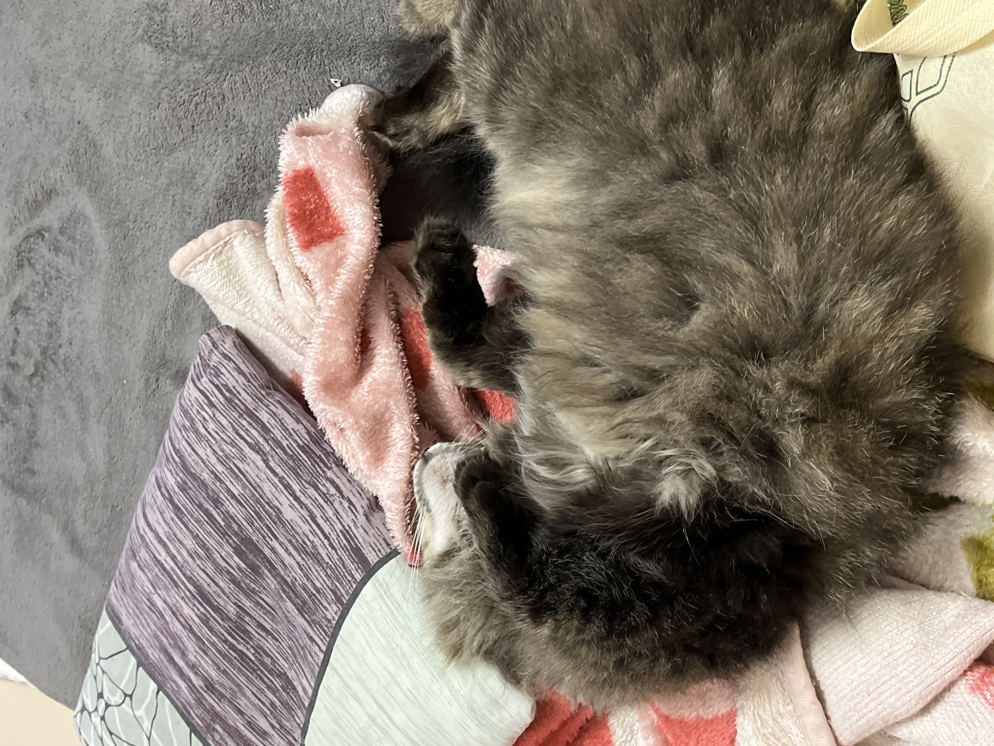 The image depicts a fluffy gray cat sleeping soundly on a bed. The cat is curled up on its side, with its paws tucked in and its head resting on a pink blanket adorned with red hearts. Behind the cat, there are two pillows, one with a purple and white striped pattern and another with a light green and white floral design. The bed is covered with a gray blanket, and a pink and white striped towel is also visible. The scene appears to be a cozy and peaceful domestic setting. There are no people present in the image. The location is the city of Krasnyye Barrikady, Russia.