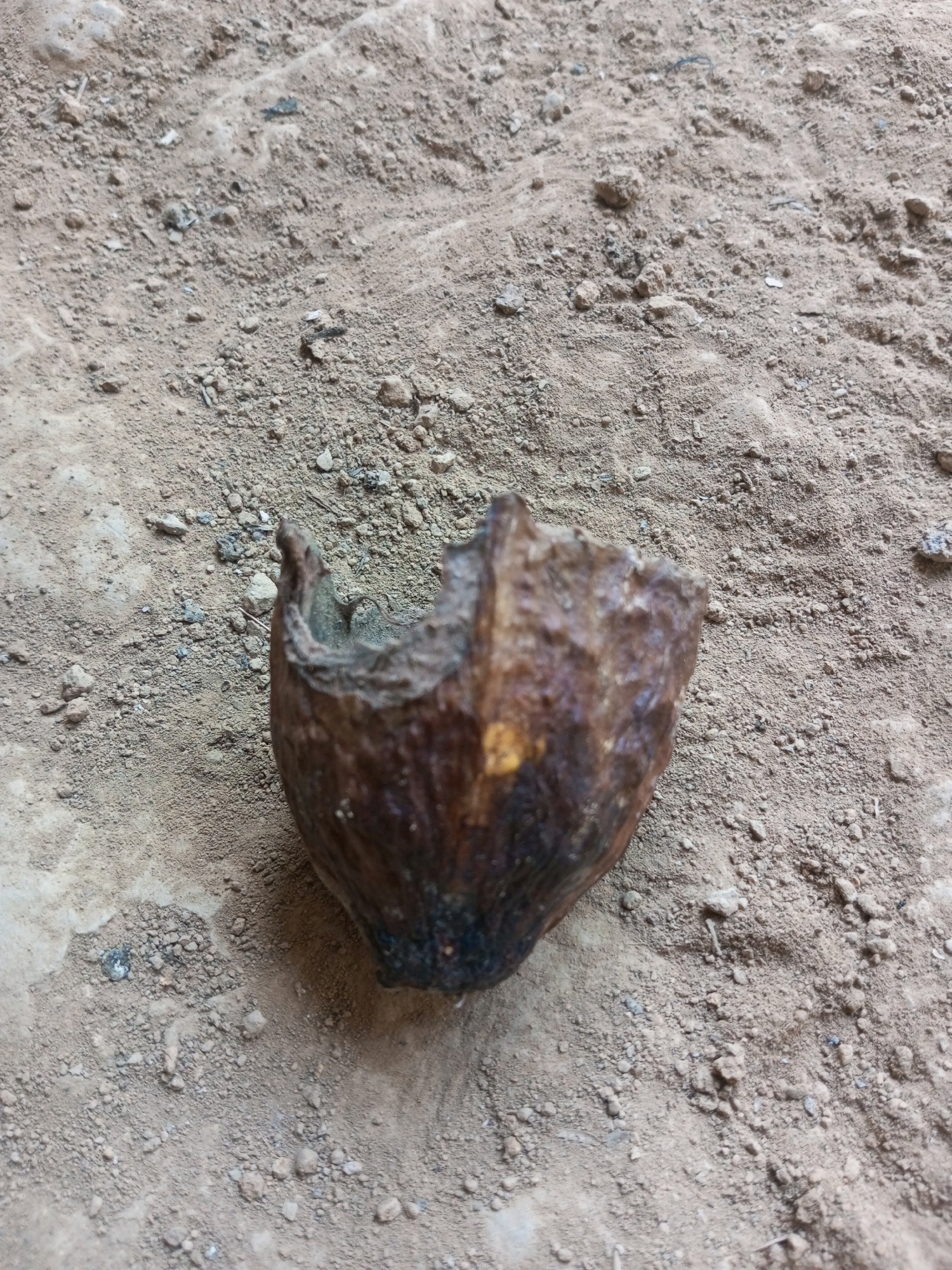 A close-up, overhead shot displays a brown, broken, nut-like object resting on a surface of dry, sandy dirt and small pebbles. The object is roughly conical in shape and appears weathered, with a partially hollowed-out interior and rough edges. The dirt surface is a light brown color with various sized grains and small stones scattered throughout, suggesting an outdoor environment. The lighting in the image is diffused, casting soft shadows. No people, animals, or other objects are visible in the frame. The scene is devoid of any clear indicators of its specific location within Terbis, Indonesia, or any particular activity.