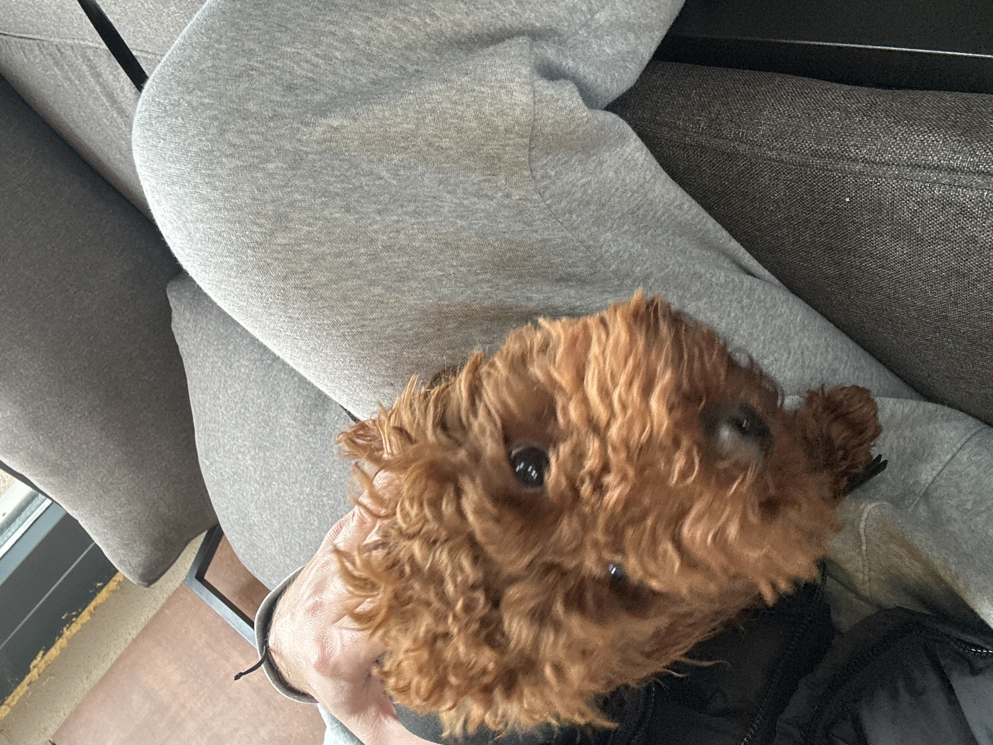 The image presents a close-up, high-angle perspective of a small, curly-haired brown dog situated on a person's lap, likely in an indoor setting in Plovdiv, Bulgaria. The dog, appearing to be a Poodle or Doodle type with dense, reddish-brown fur, is looking upwards with dark, expressive eyes, suggesting an affectionate or curious demeanor. One of the person's hands is visible, gently supporting the dog's head or petting it.
The person is largely out of frame, but their lower body is visible, clad in light grey sweatpants made of a soft, textured fabric. A dark, possibly black, jacket is also partially visible underneath the dog. The person appears to be seated on a sofa upholstered in a complementary grey fabric, with visible seams and texture on its cushions and armrest.
The background hints at a domestic environment, possibly a living room, with a tan or light brown floor and a dark frame (suggesting a window or door) in the lower left, indicating the presence of natural light. The lighting appears soft and even, consistent with daytime indoors. There is no visible text in the image. The scene conveys a moment of calm interaction and companionship between the dog and its owner.